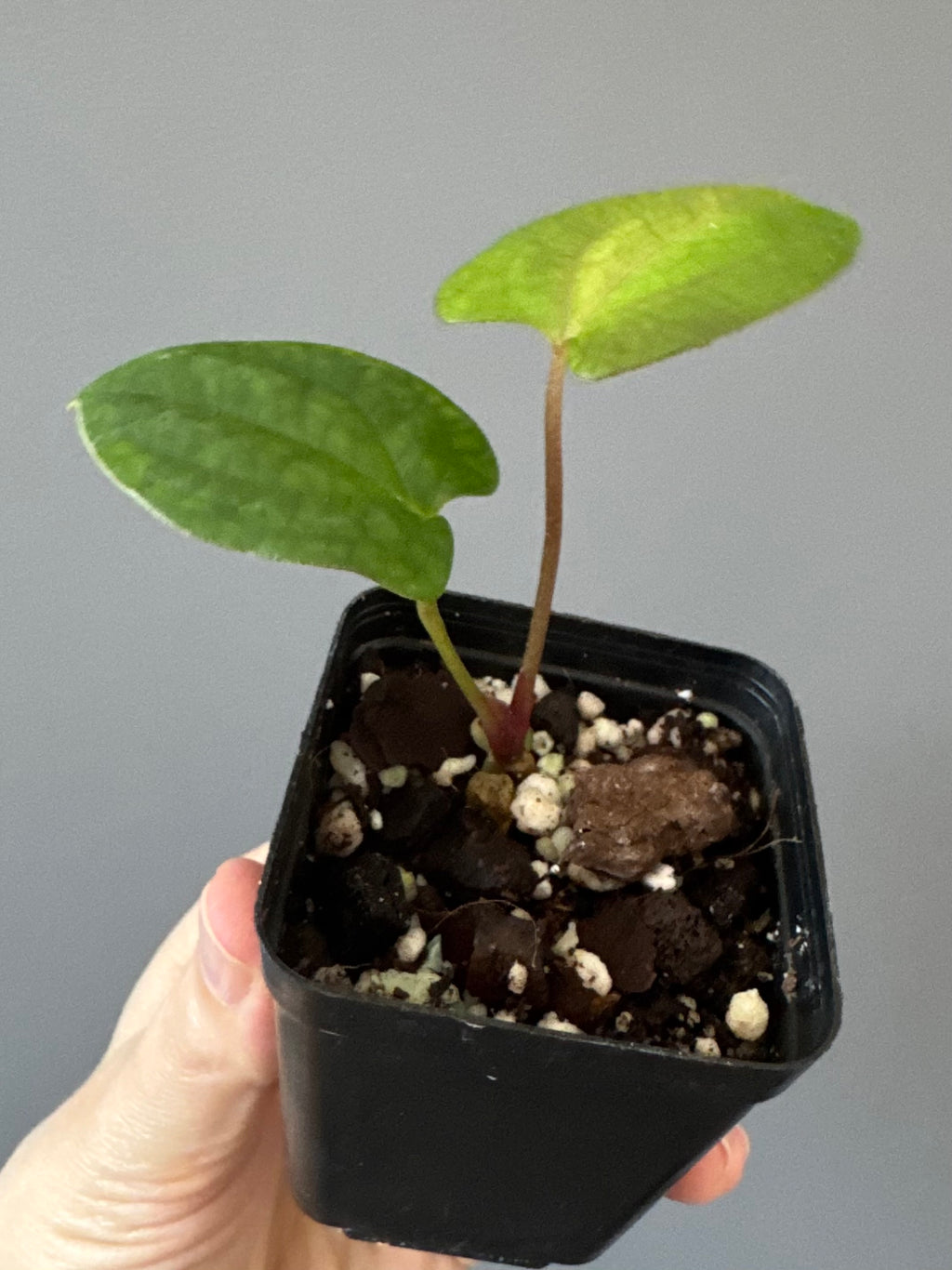 Anthurium papillilaminum Fort Sherman x RVDP (FSxRVDP)