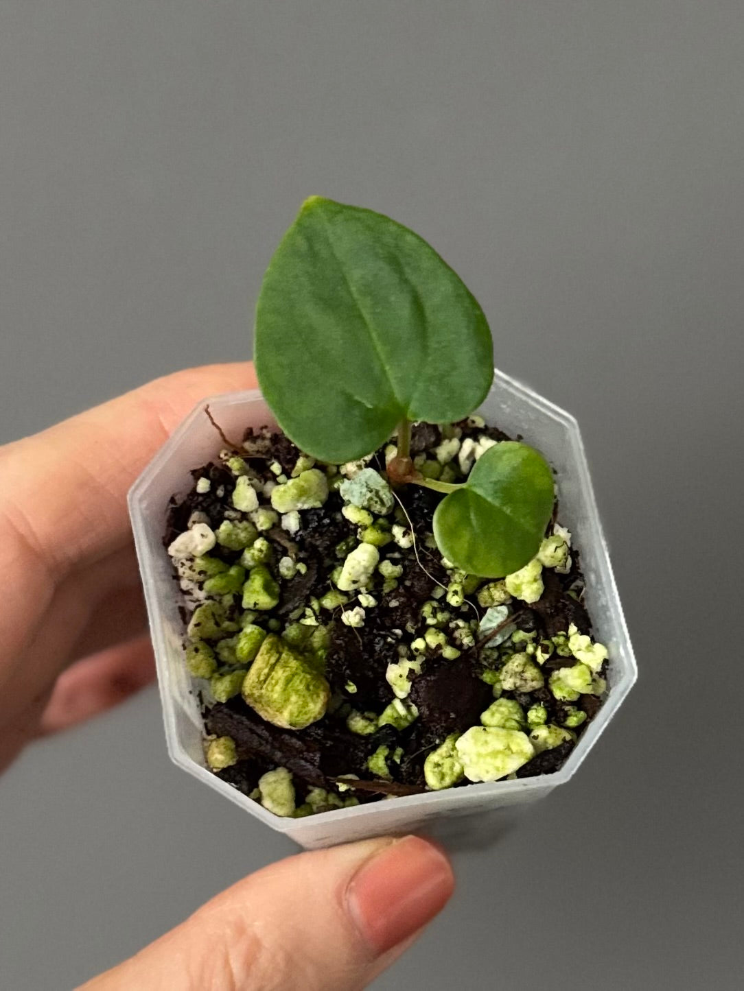 Anthurium RG dressleri x Carlablackiae District