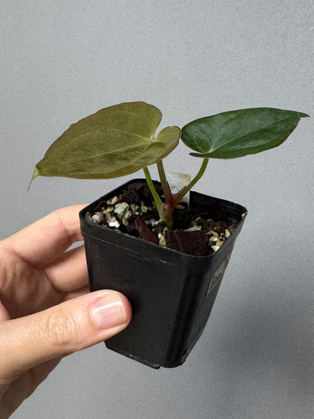 Anthurium Dorayaki x NSE dressleri (Boram / green.hues_)
