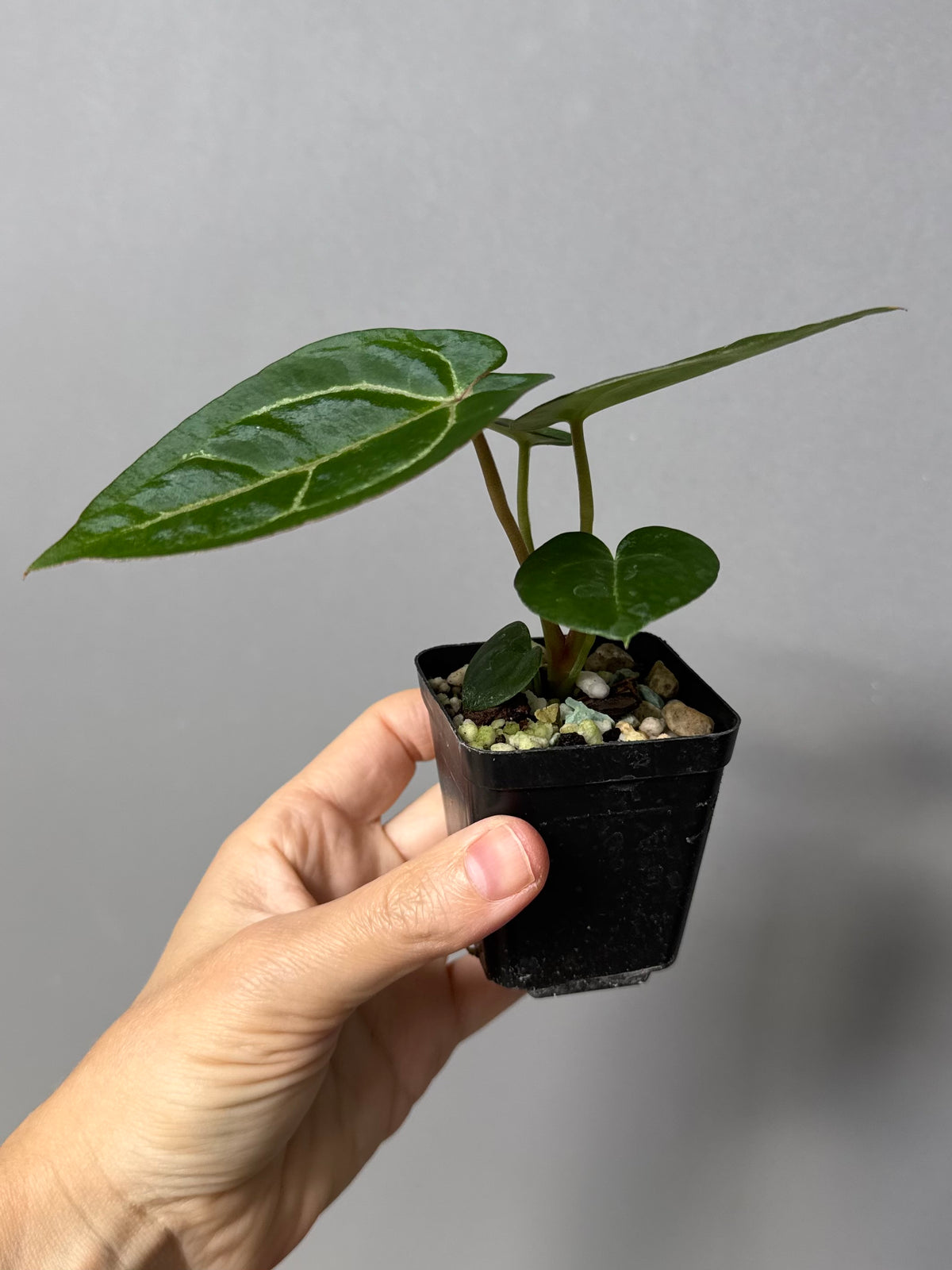 Anthurium Michelle x (AOS x Carlablackiae)