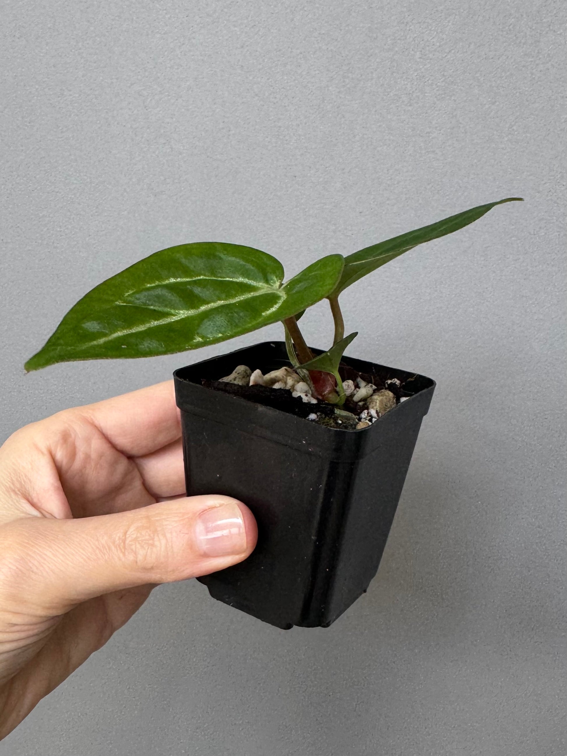 Anthurium crystallinum x (NSE Red Crystallinum x Carlablackiae)