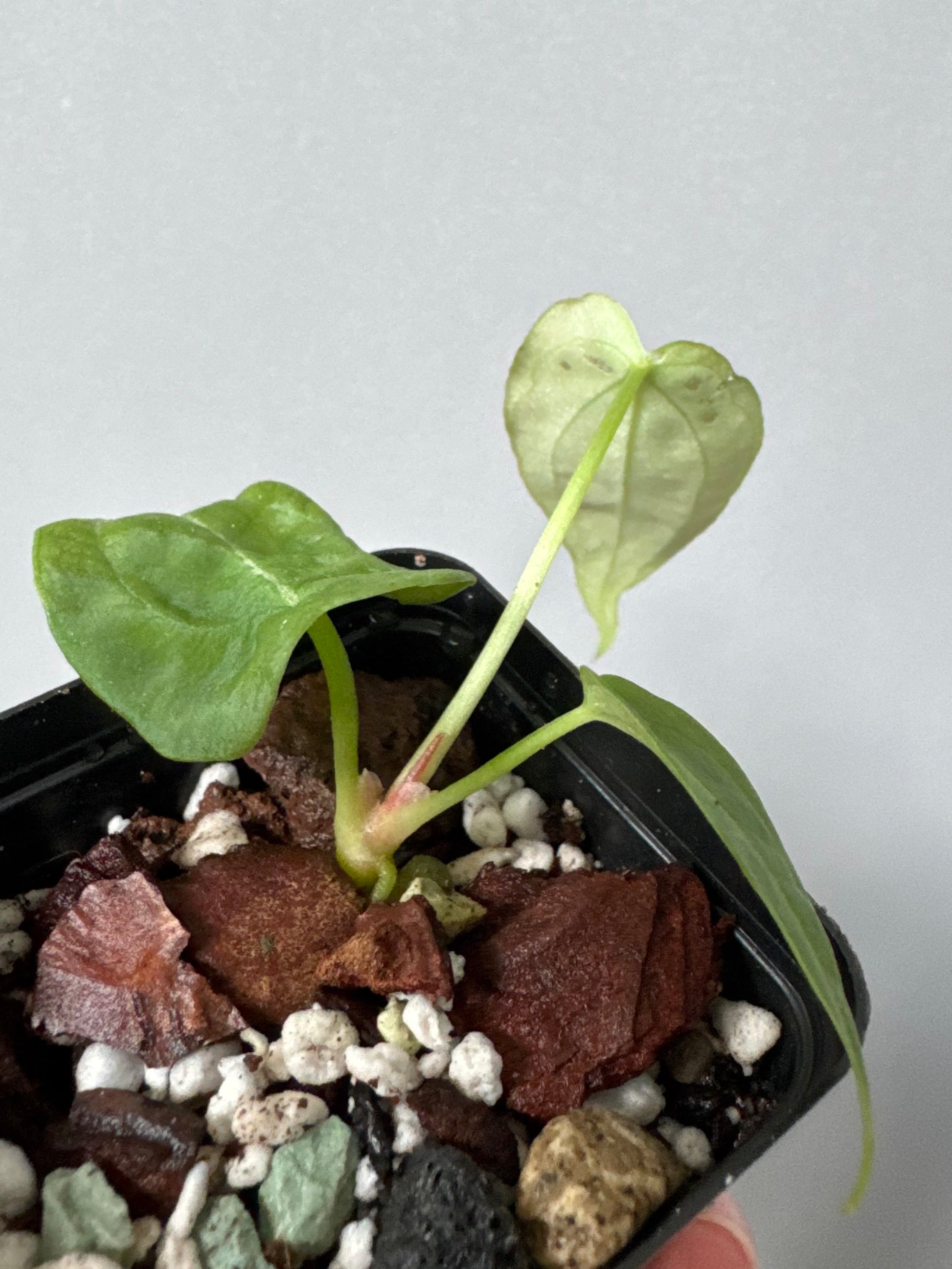 Anthurium forgetii long form