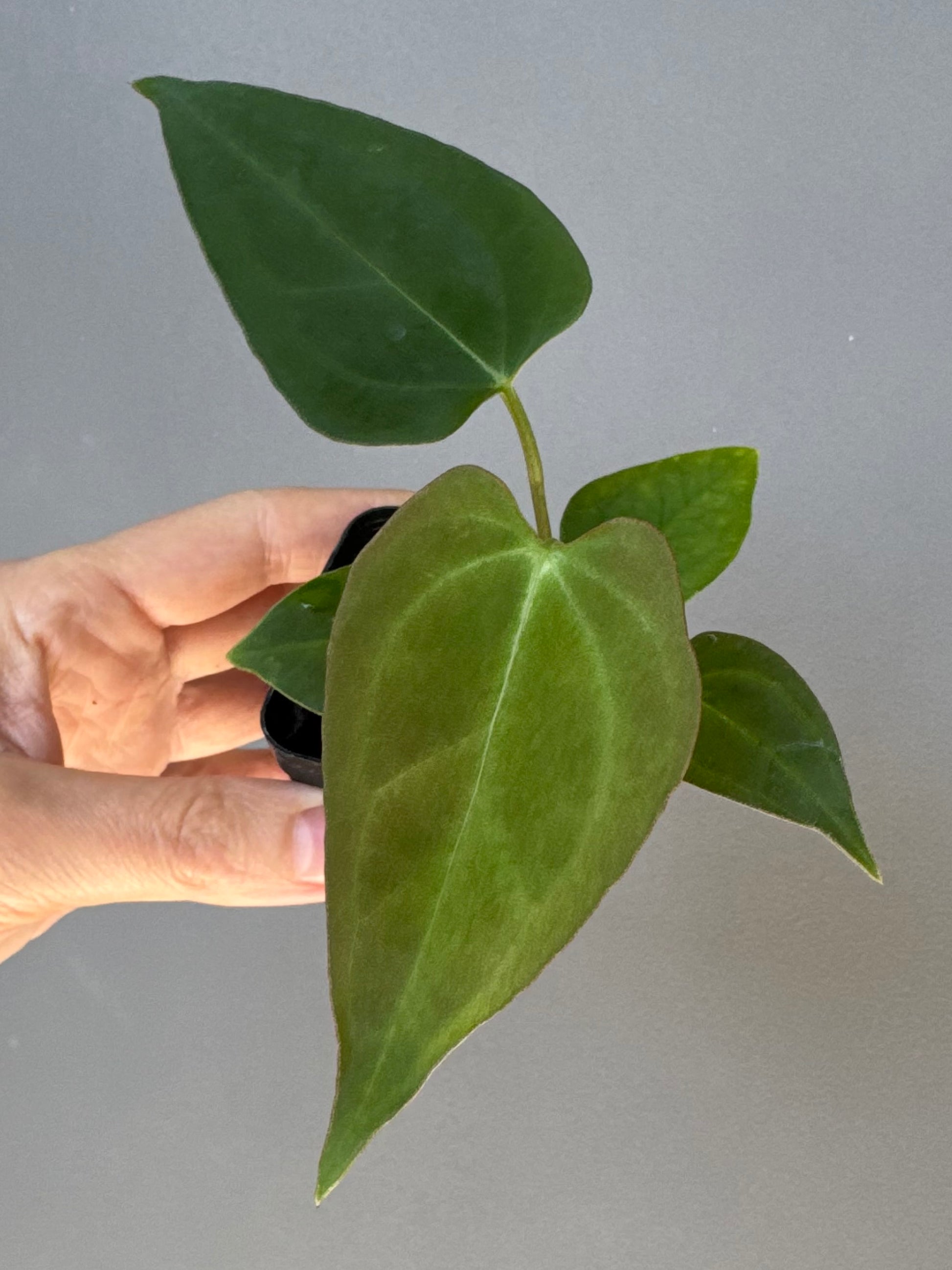 Anthurium Papillilaminum Hybrid xself