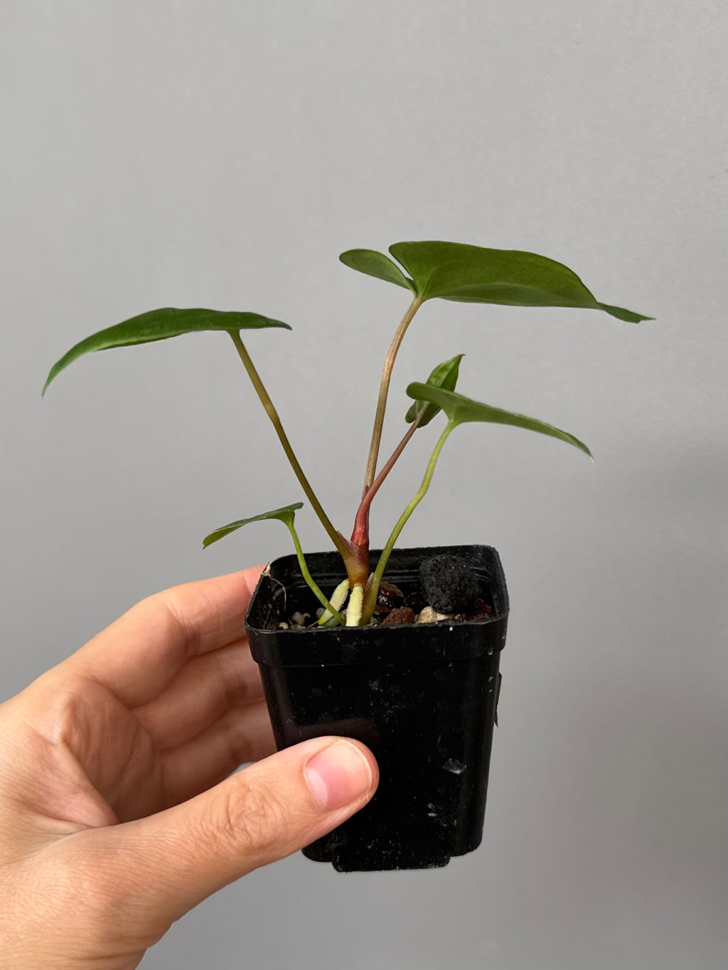 Anthurium Papillilaminum x FSxRVDP