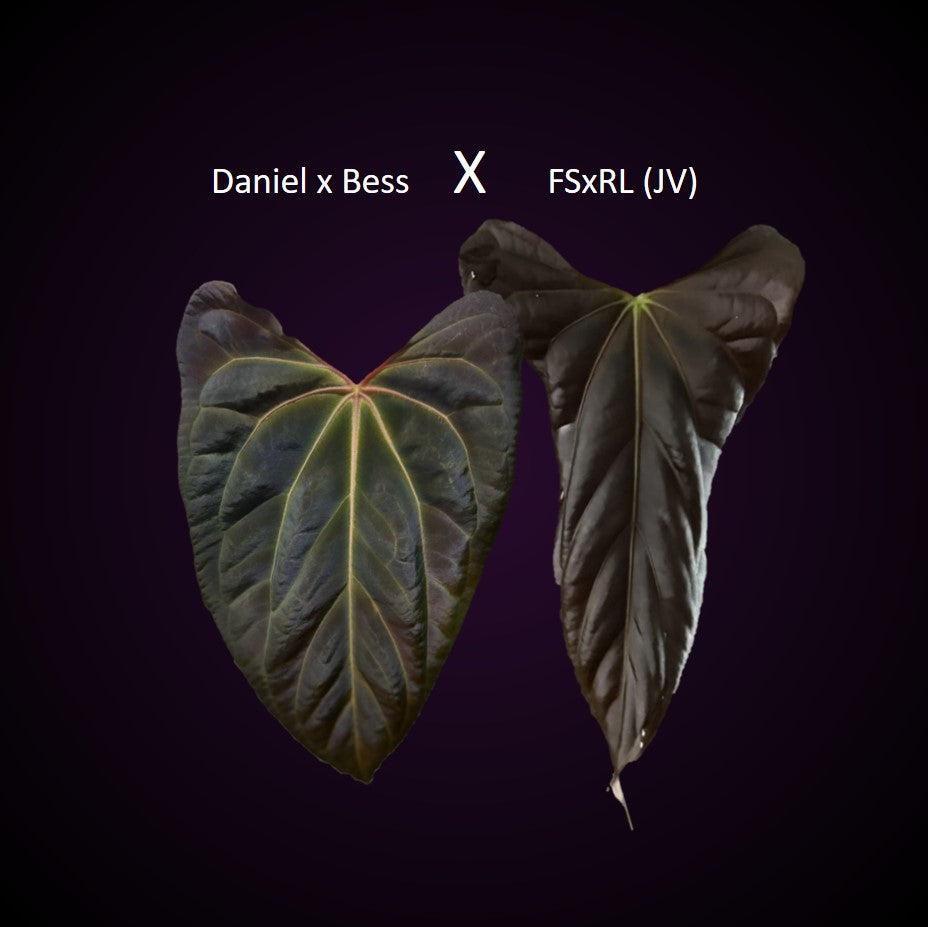 *Birthday SPECIAL* 2x Anthurium (Daniel x Besseae aff.) x (FSxRL)