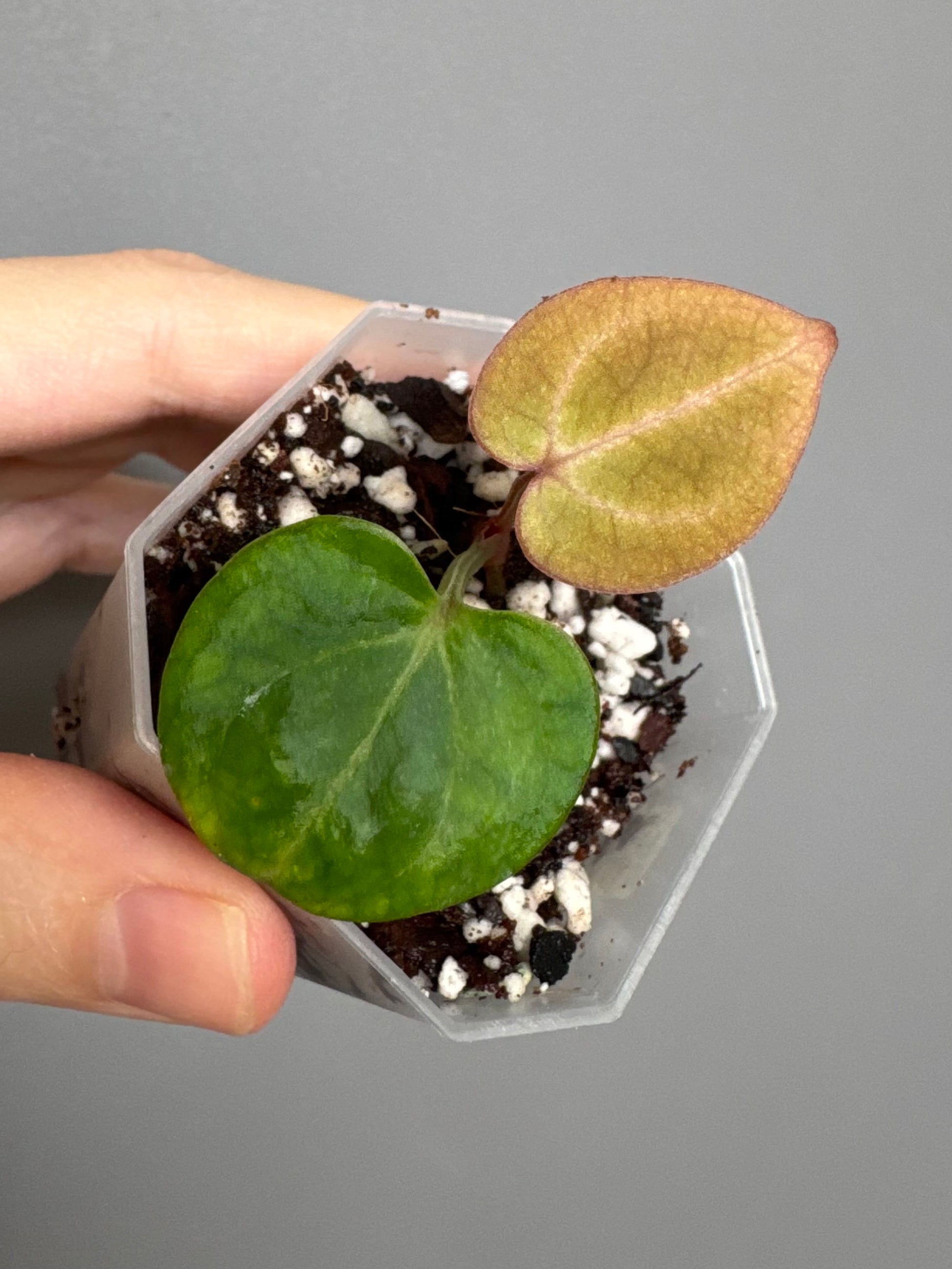 Anthurium (Brielle x Red Crystallinum) x NSE Carlablackiae