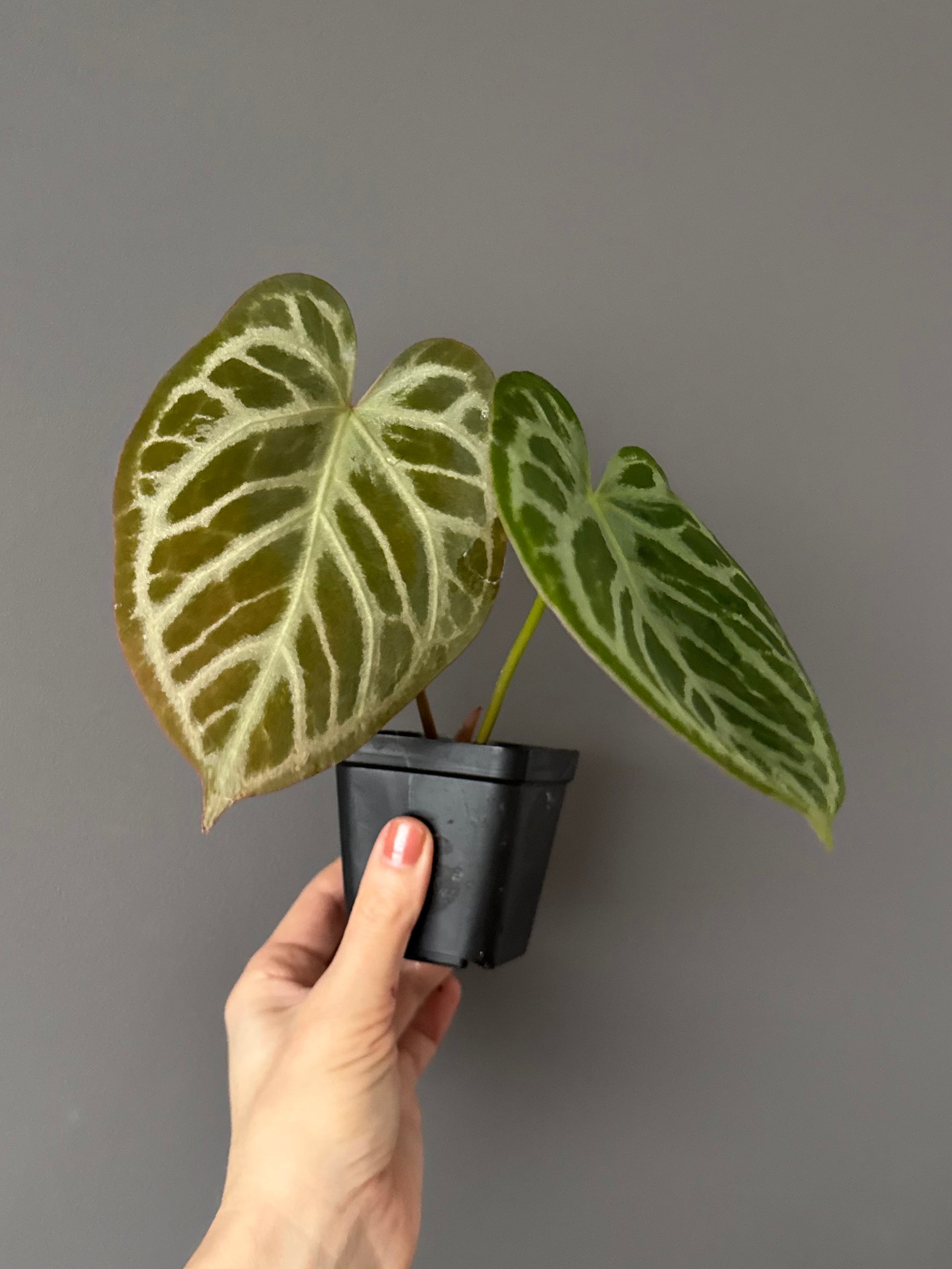 Anthurium Silver Blush