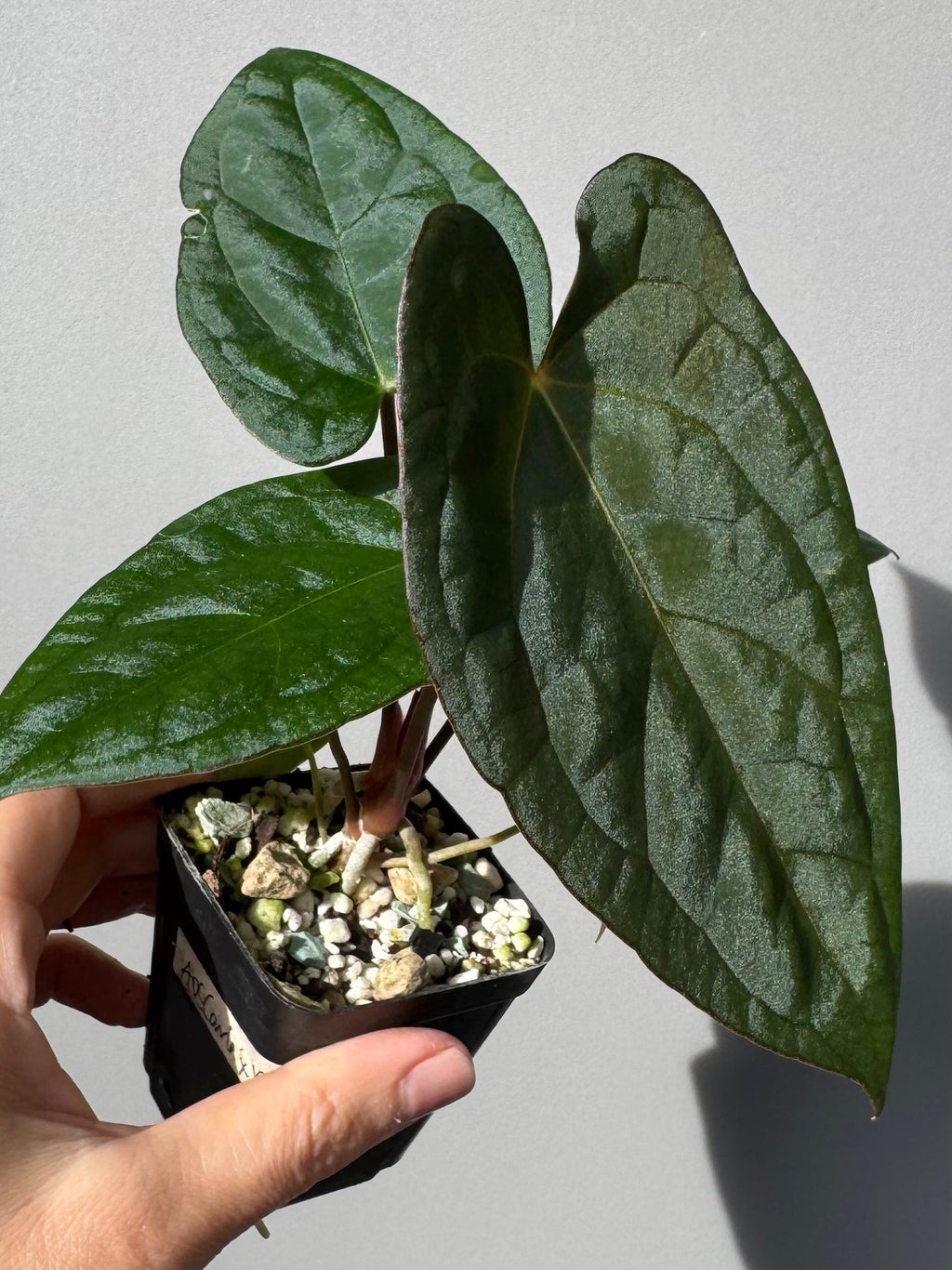 Anthurium (AOS x Carla) x RVDP