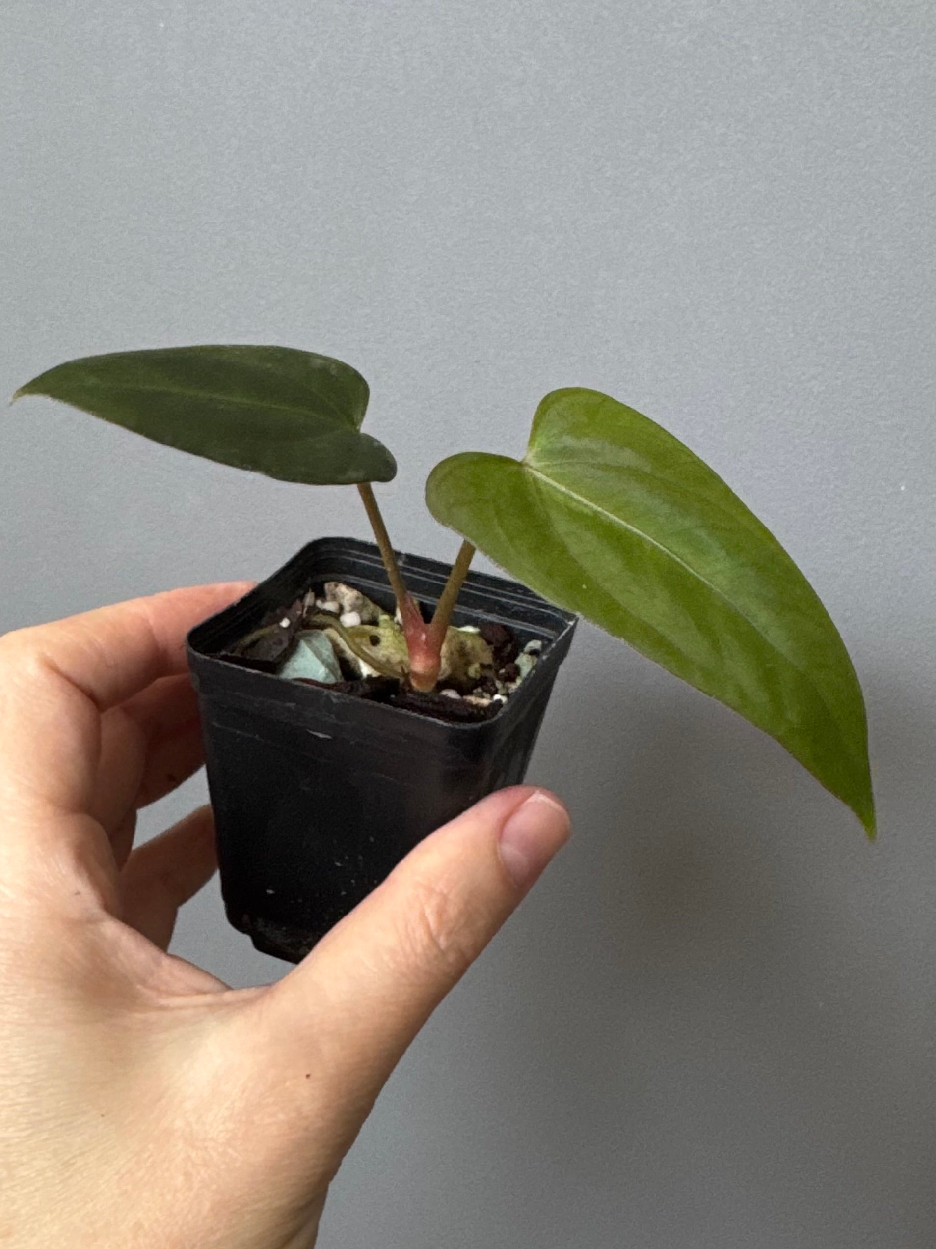 Anthurium Mr. Worldwide x (RG dress x Carla ‘Amanda’) (#2)