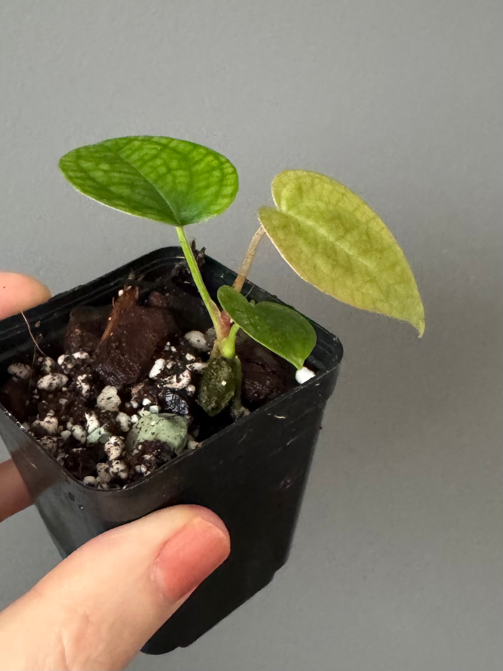 Anthurium AOS x forgetii dark