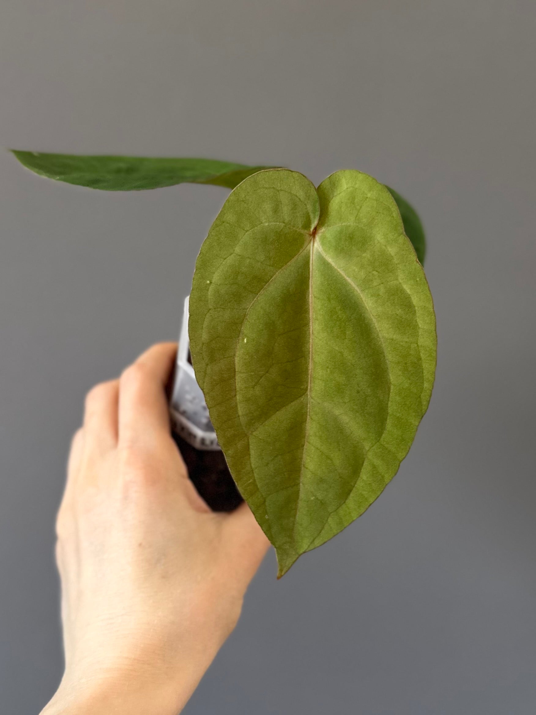 Anthurium Eastern dressleri x (Michelle Hot Pink x RVC) (#2) (by anthurium.aura)