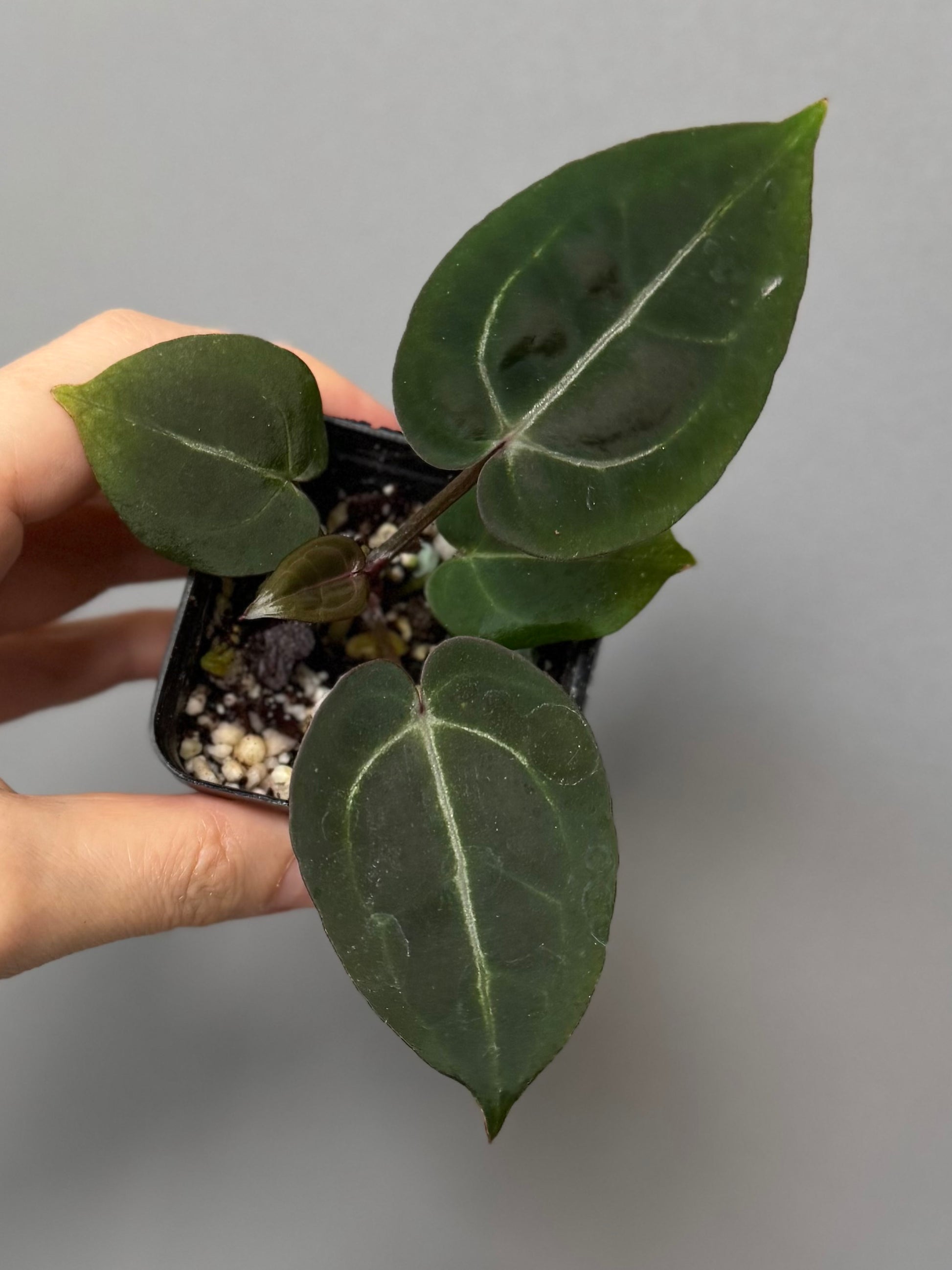 Anthurium (ZxM) x  (NSE Red Crystallinum x Carlablackiae)