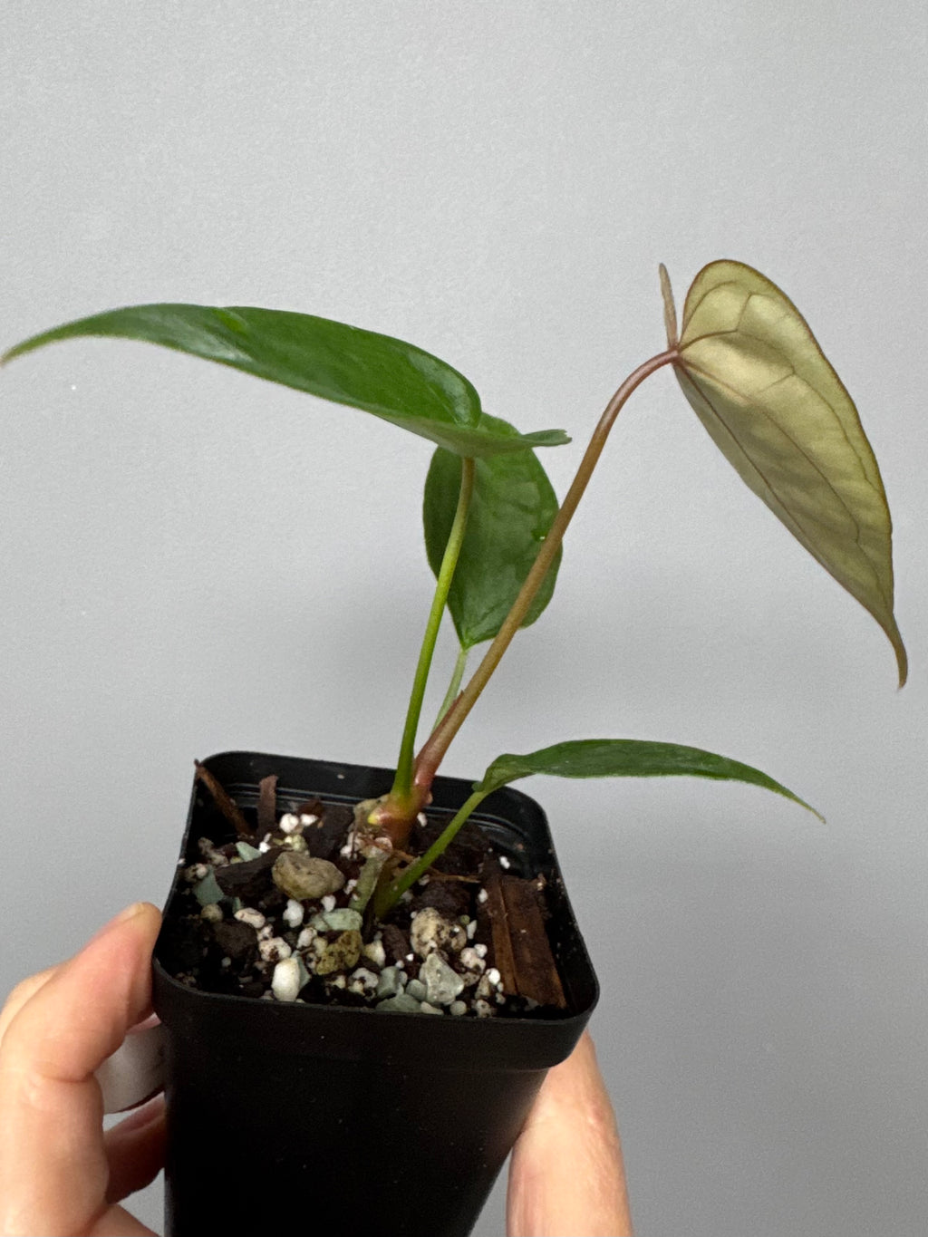Anthurium (Indo Port x KOS) x (KOS x forgetii)