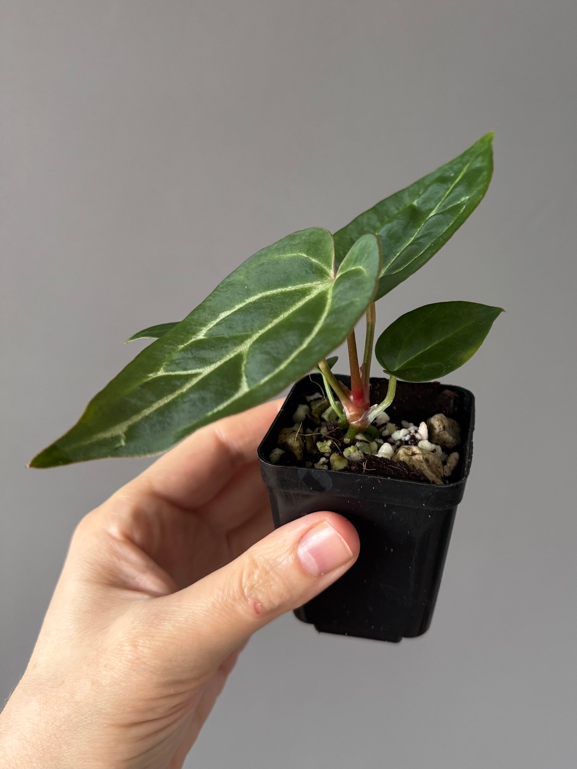 Anthurium crystallinum x (NSE Red Crystallinum x Carlablackiae)