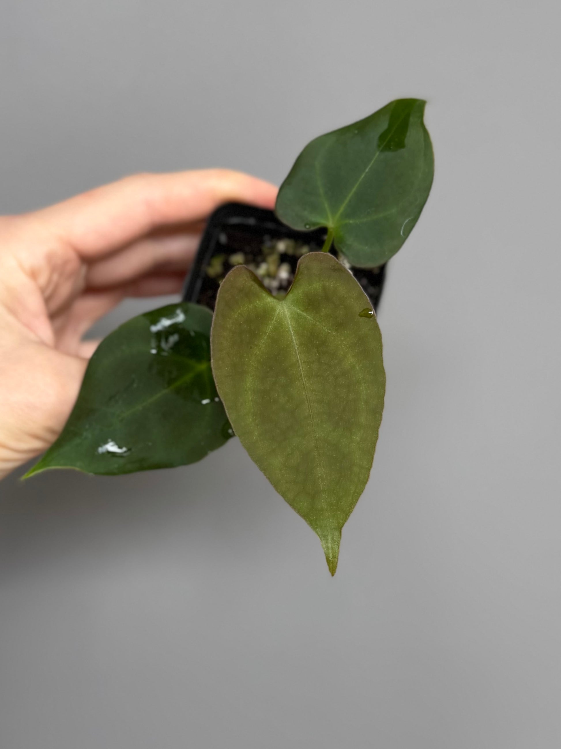 Anthurium forgetii x (besseae black x BVEP)