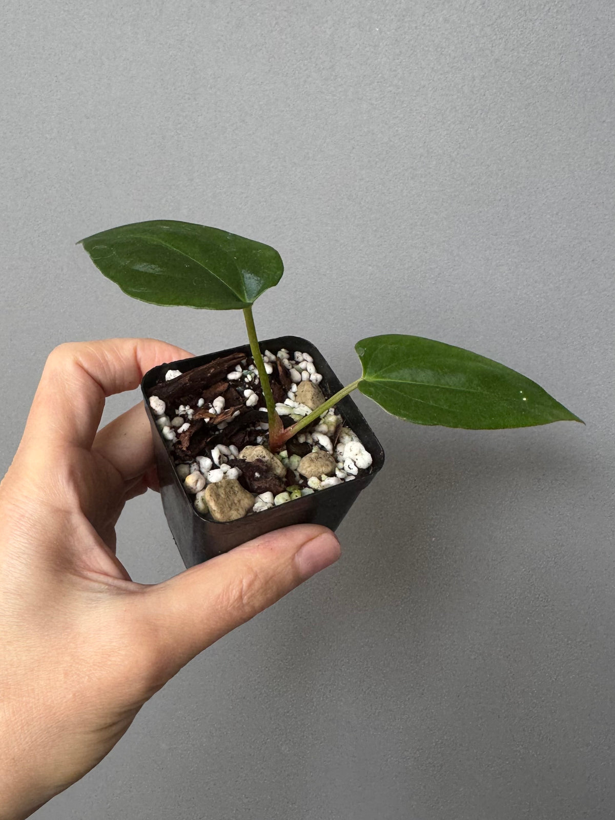Anthurium Mr. Worldwide x (RG dress x Carla ‘Amanda’) (#2)