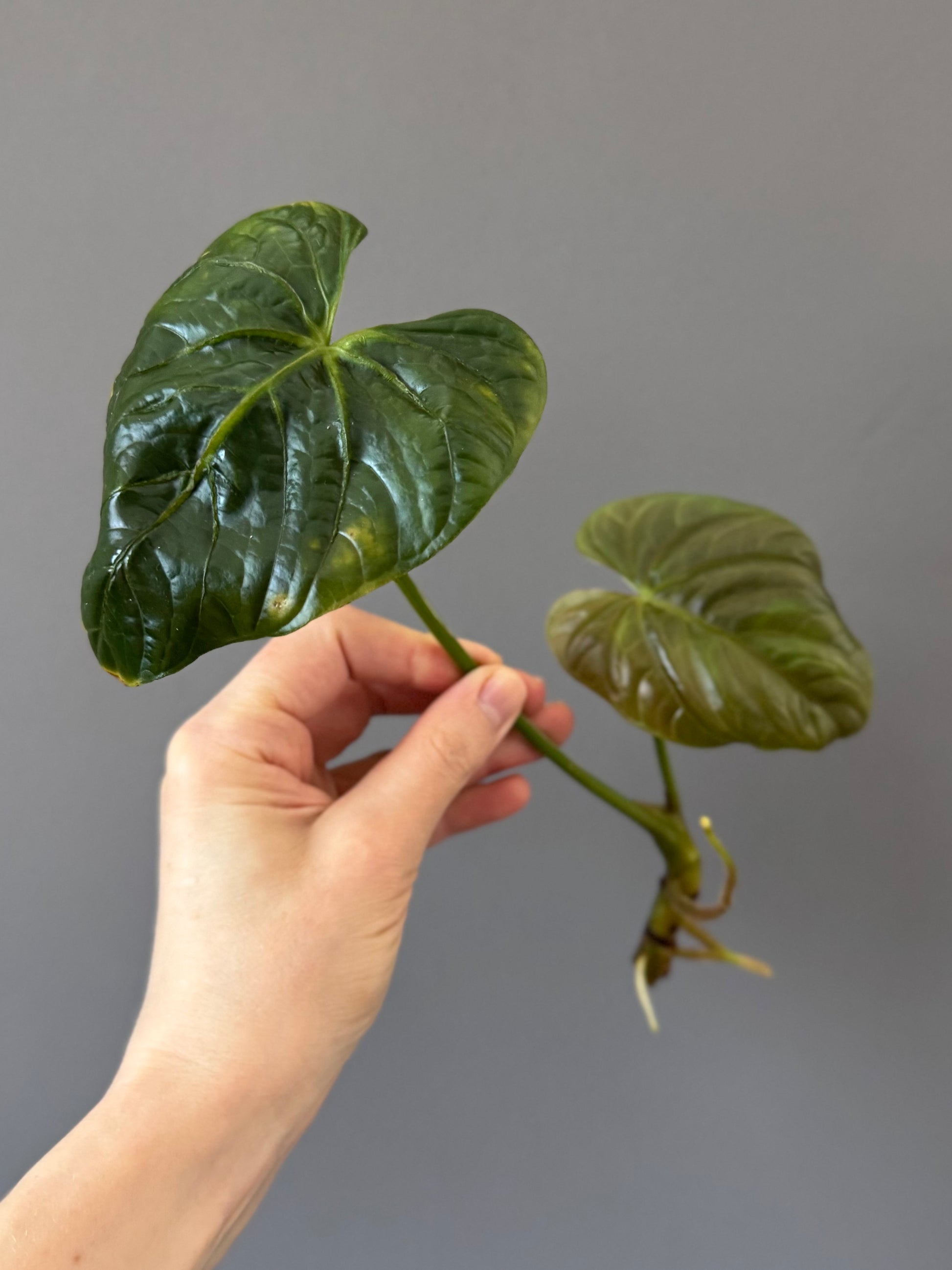 Anthurium debilis (#1) - Ableger