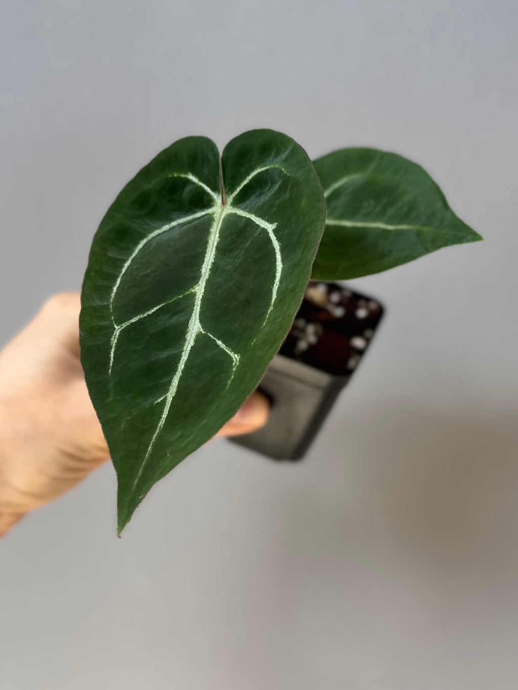 Anthurium crystallinum x (NSE Red Crystallinum x Carlablackiae)