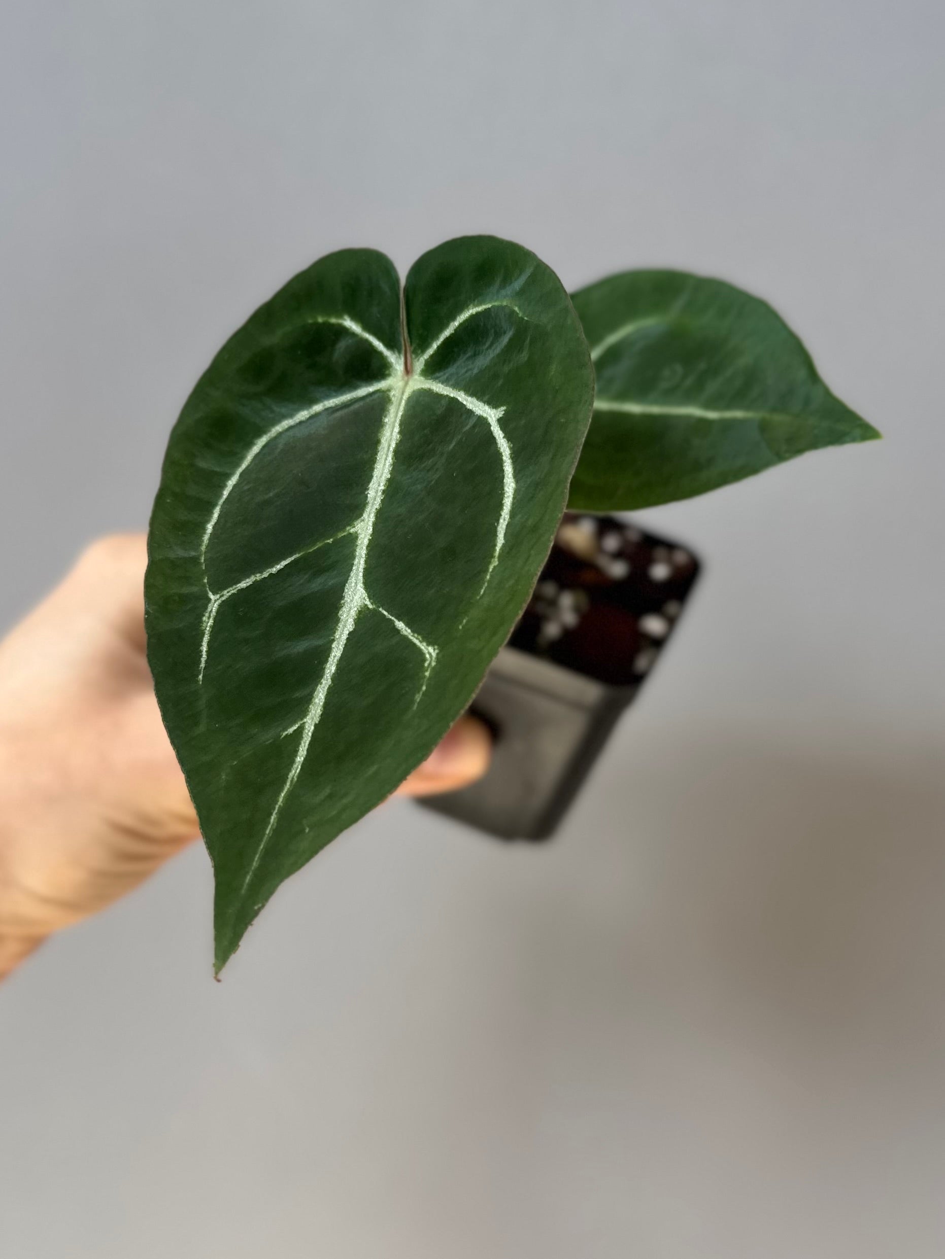Anthurium crystallinum x (NSE Red Crystallinum x Carlablackiae)