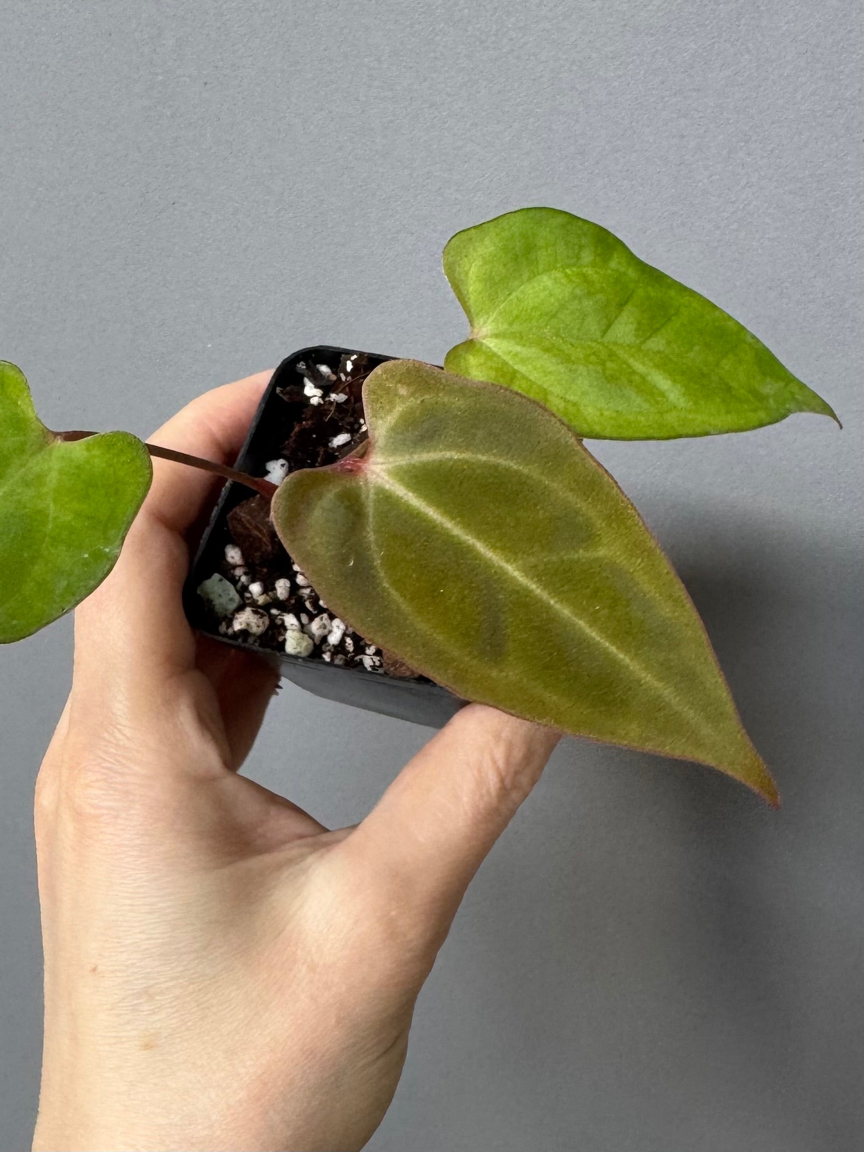 Anthurium crystallinum x papillilaminum