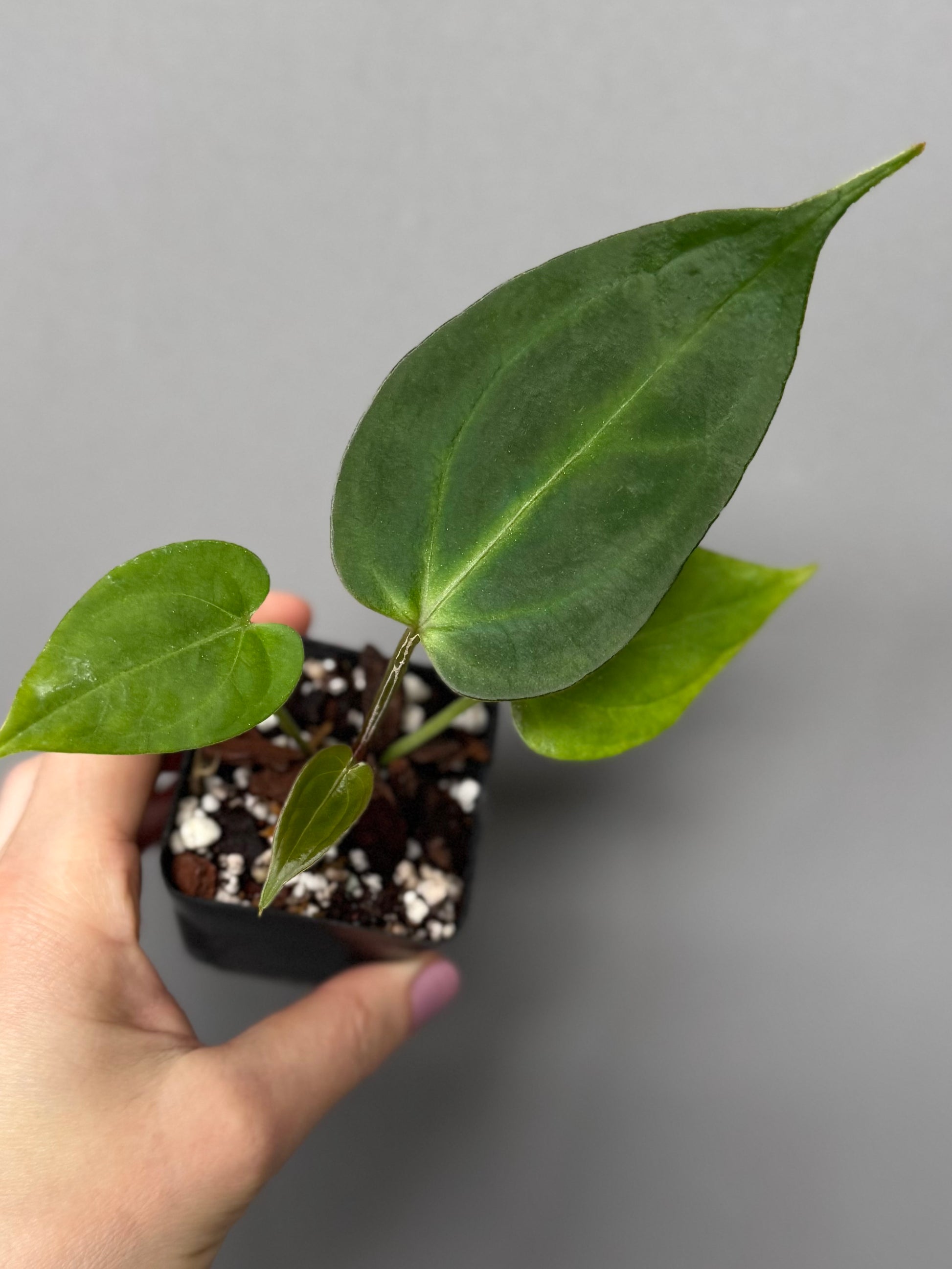 Anthurium (KOS x Silver Blush) x PapillilaminumX