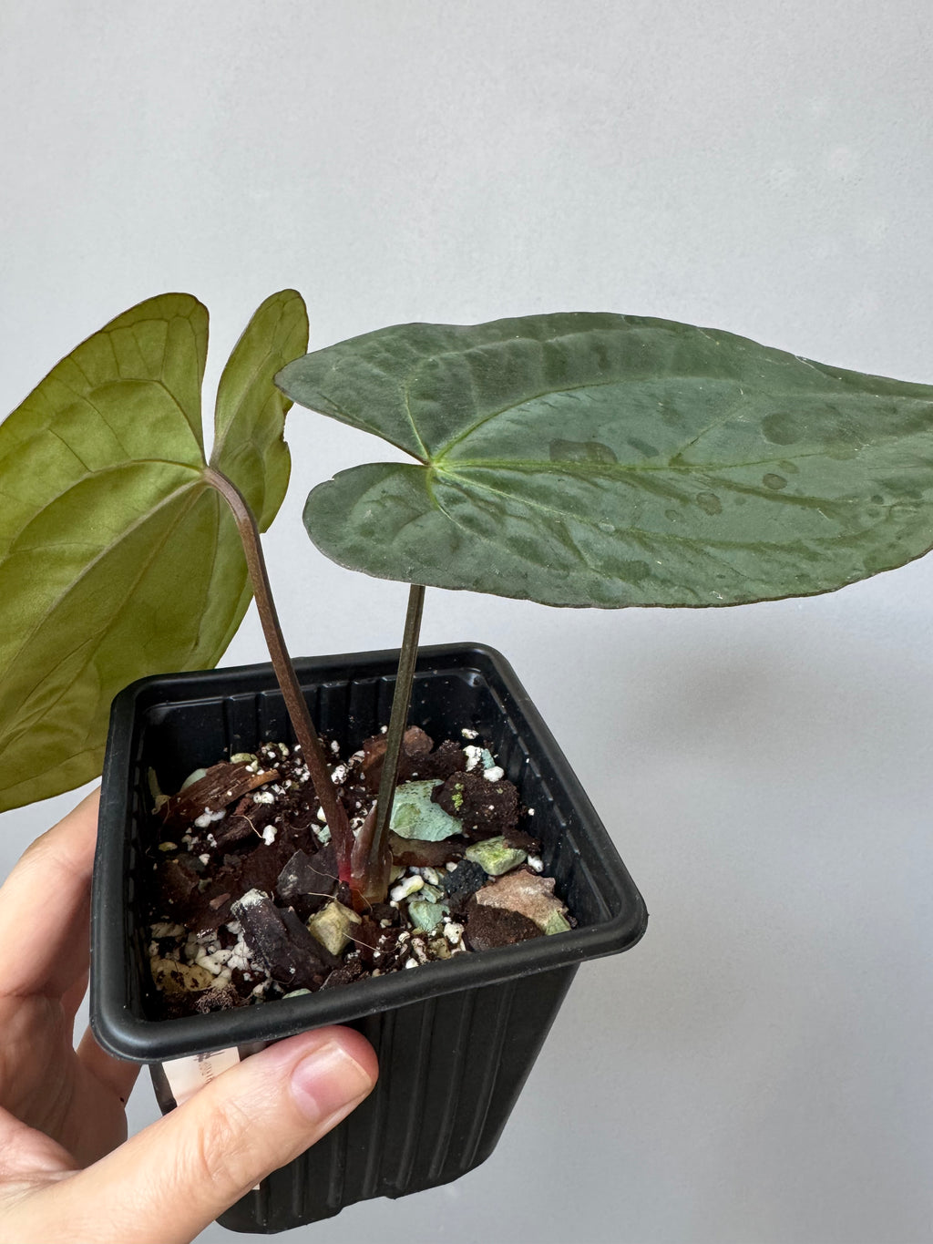 Anthurium (RG dressleri x carlablackiae ‘Amanda’) x RVDP (by variegated_stringray)