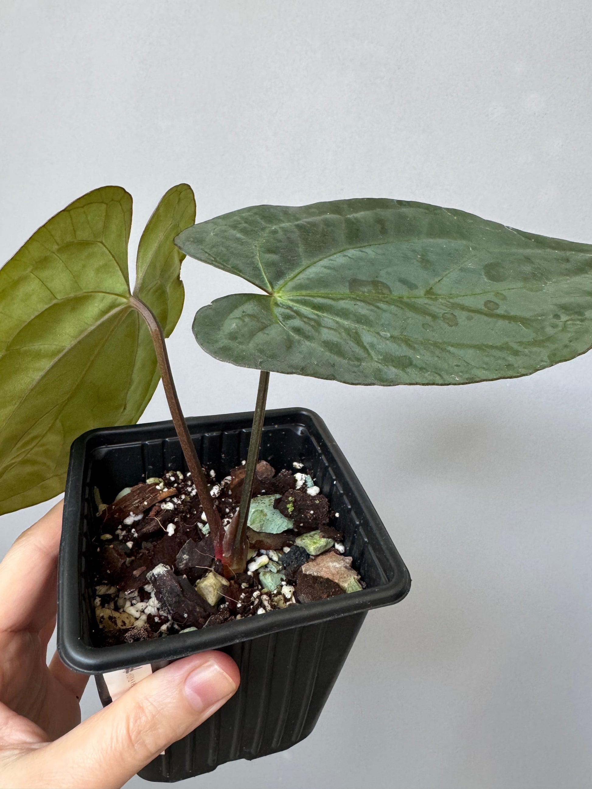 Anthurium (RG dressleri x carlablackiae ‘Amanda’) x RVDP (by variegated_stringray)