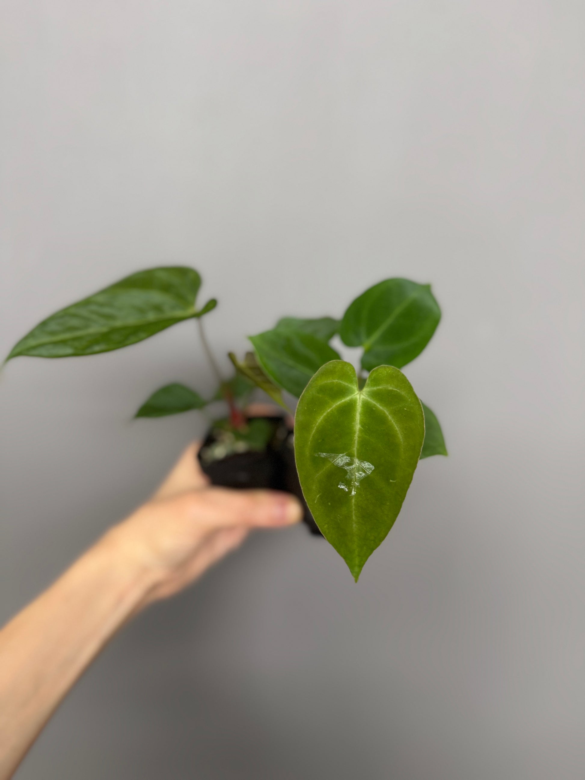 Anthurium ((Magnificum x crystallinum) x NoID) X Papillilaminum