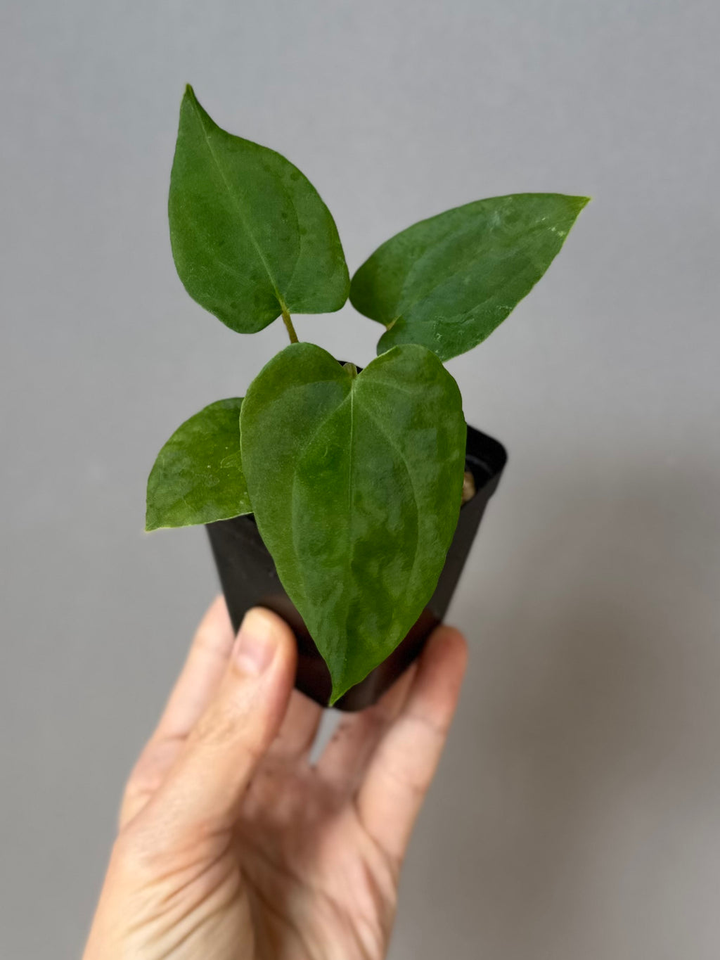 Anthurium Midnight Velvet x (papillilaminum long x long bullate)