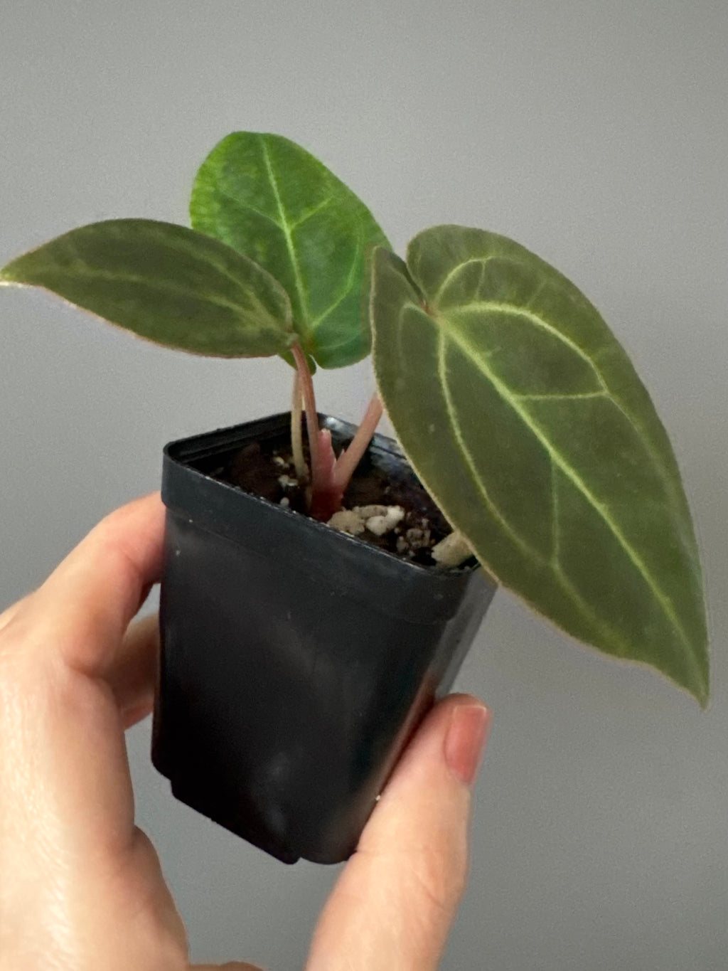 Anthurium Besseae aff.