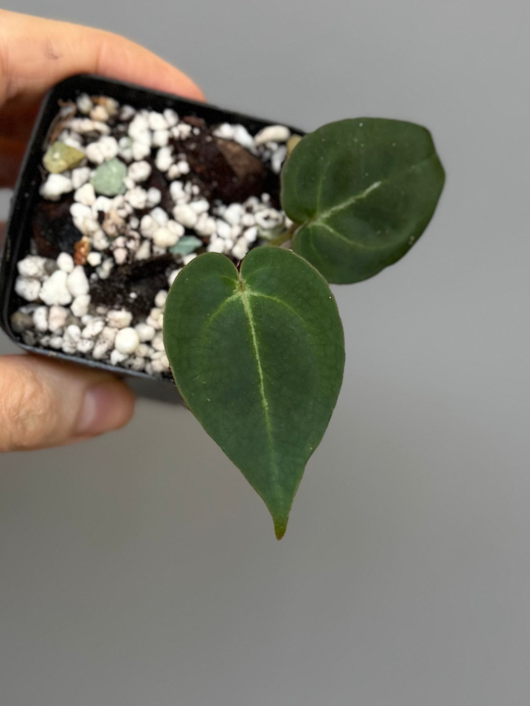 Anthurium ((magnificum x crystallinum) x NoID) X Michelle