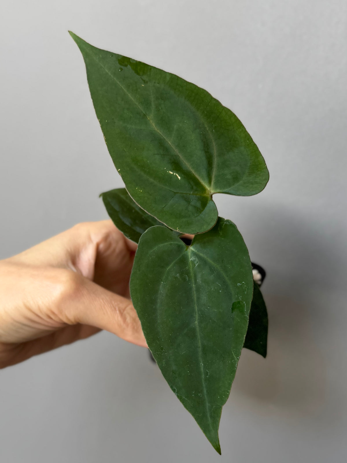 Anthurium (AOS x Carla) x RVDP