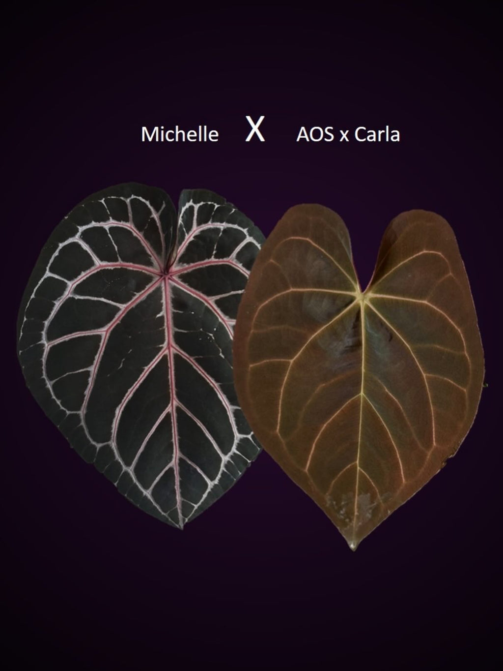 Anthurium Michelle x (AOS x Carlablackiae)