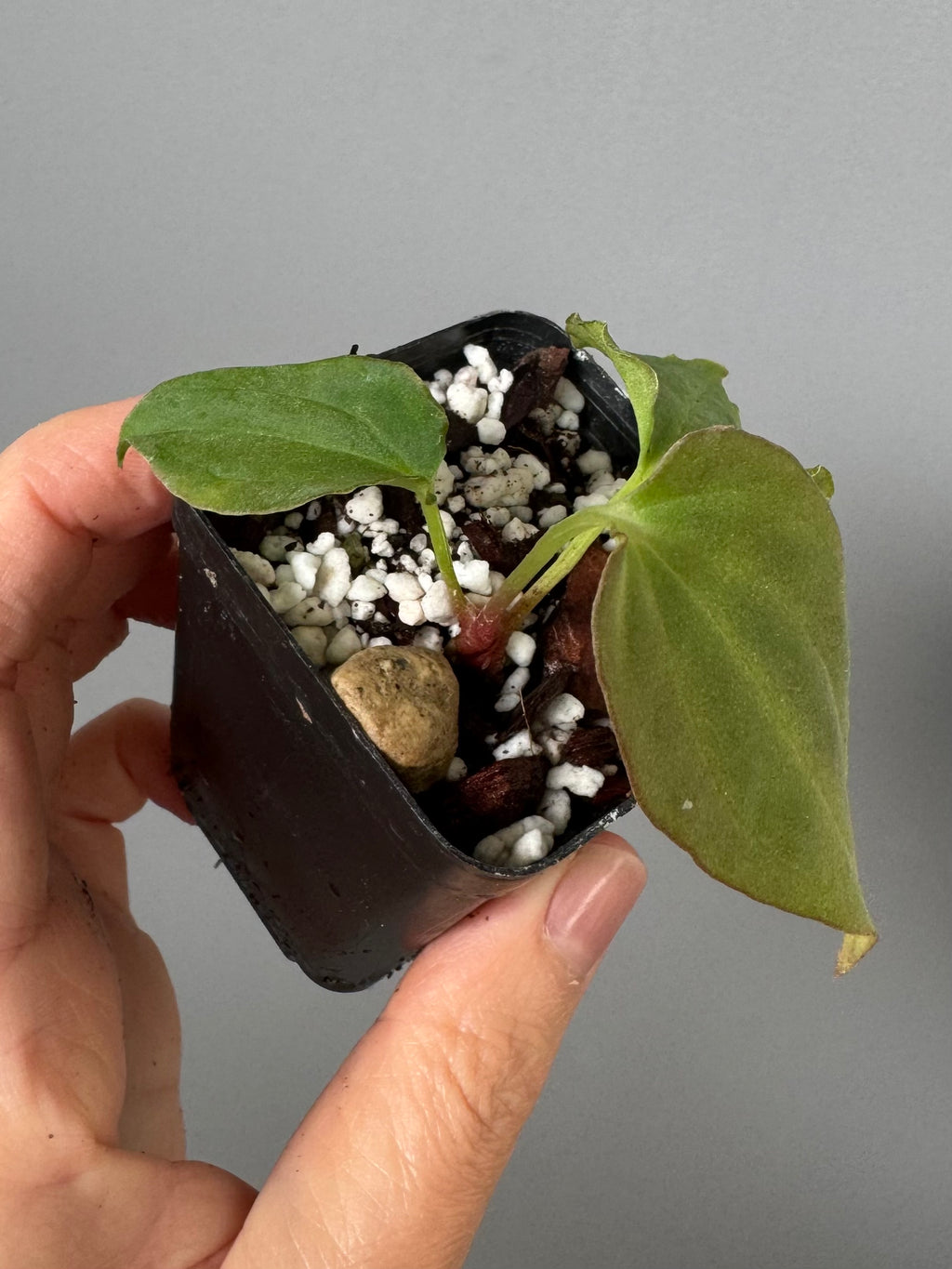 Anthurium BVEP ‘Purple Rain’ clone