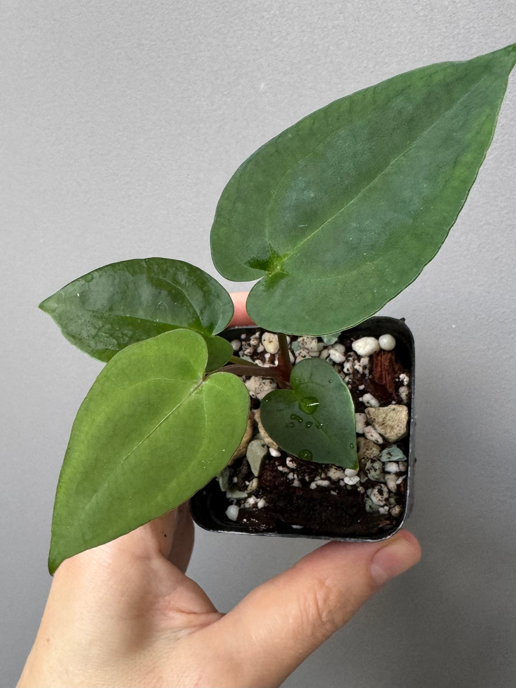 Anthurium (NSE Red Crystallinum x Carla) x RVDP