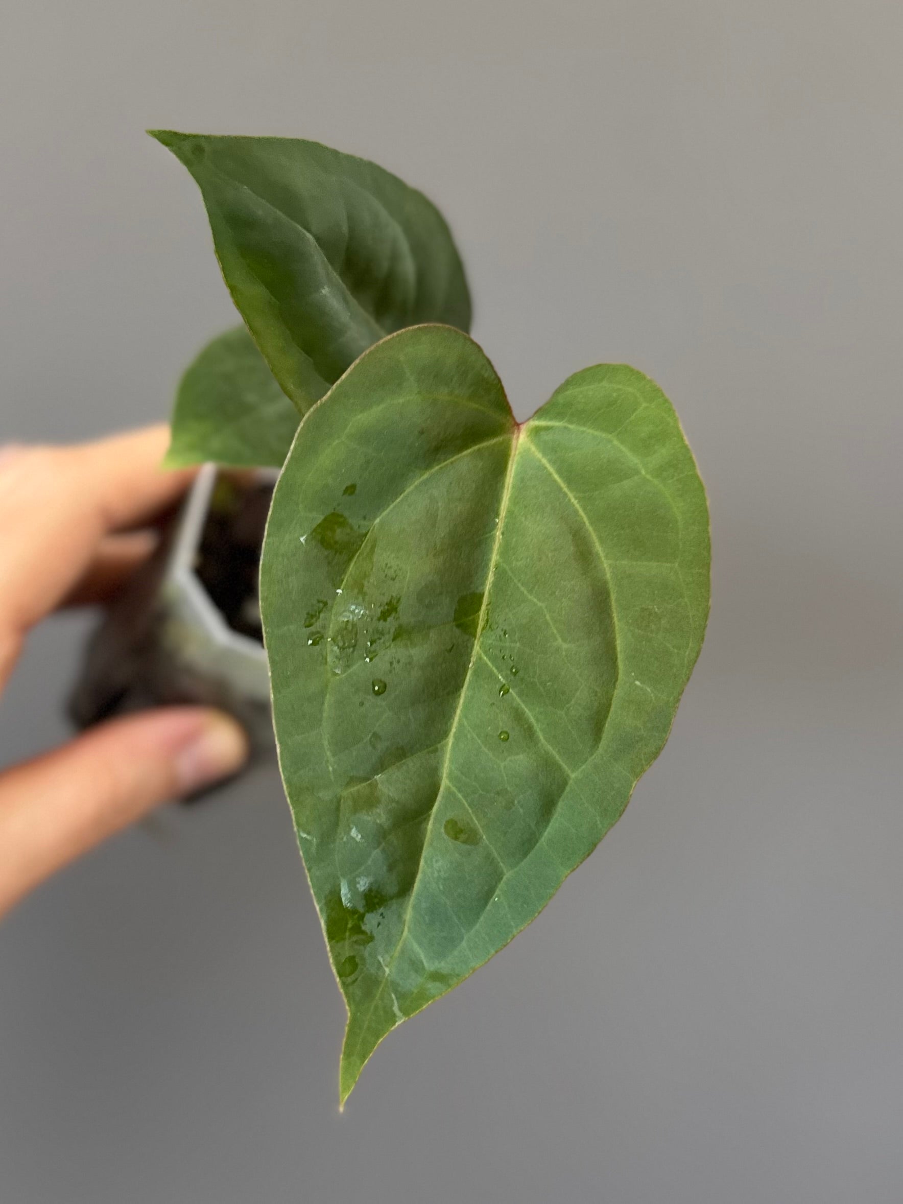 Anthurium CV Carmesim x ZxM