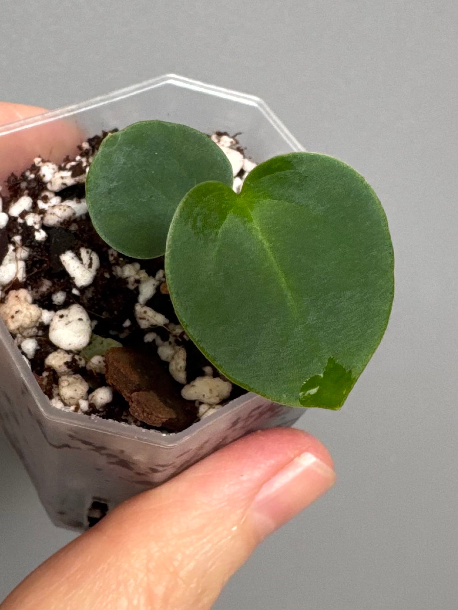 Anthurium (AOS x forgetii) x (NSE Red Crystallinum x Carlablackiae)