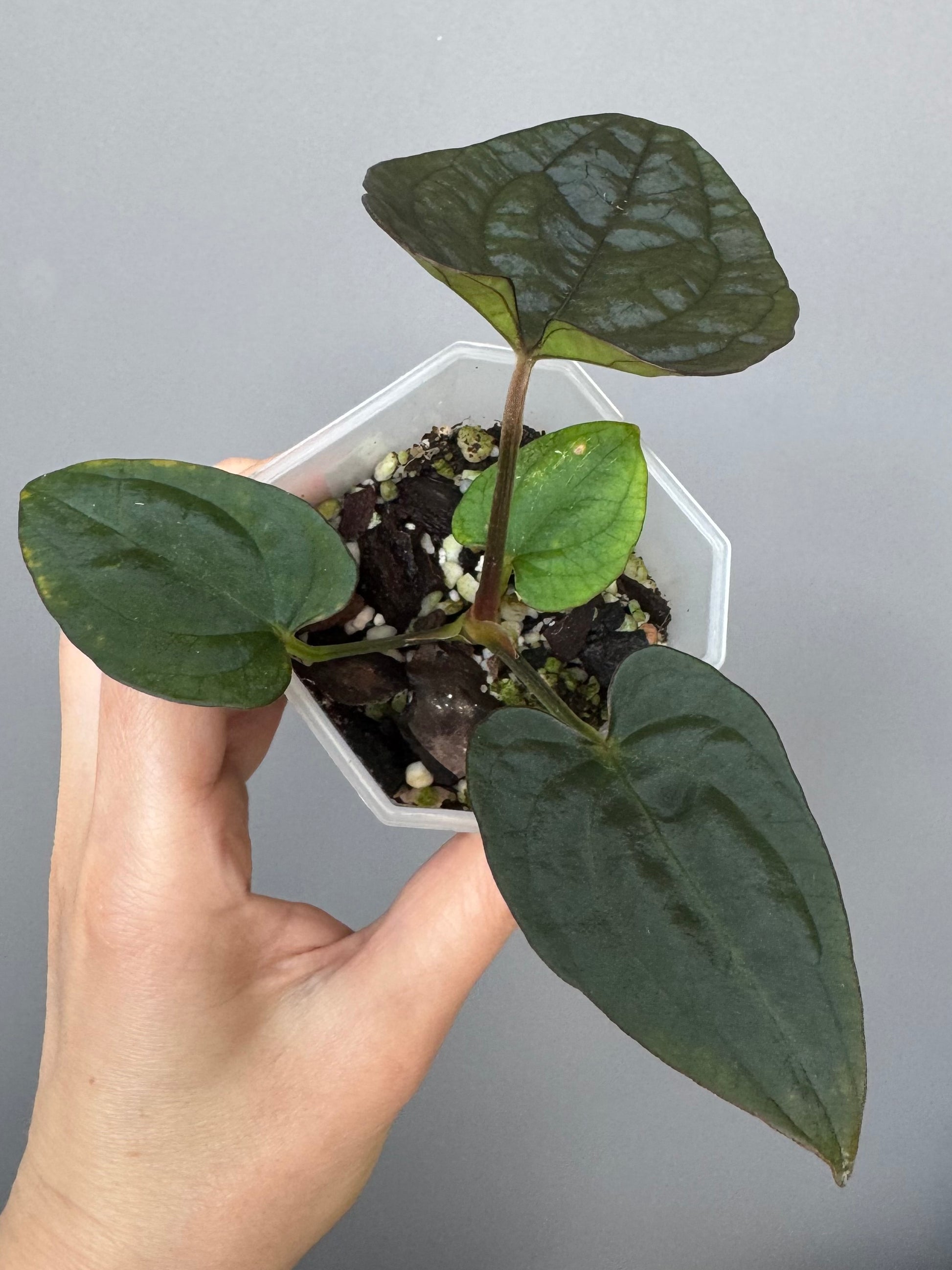Anthurium Dressleri RG F2 x black (Grant)