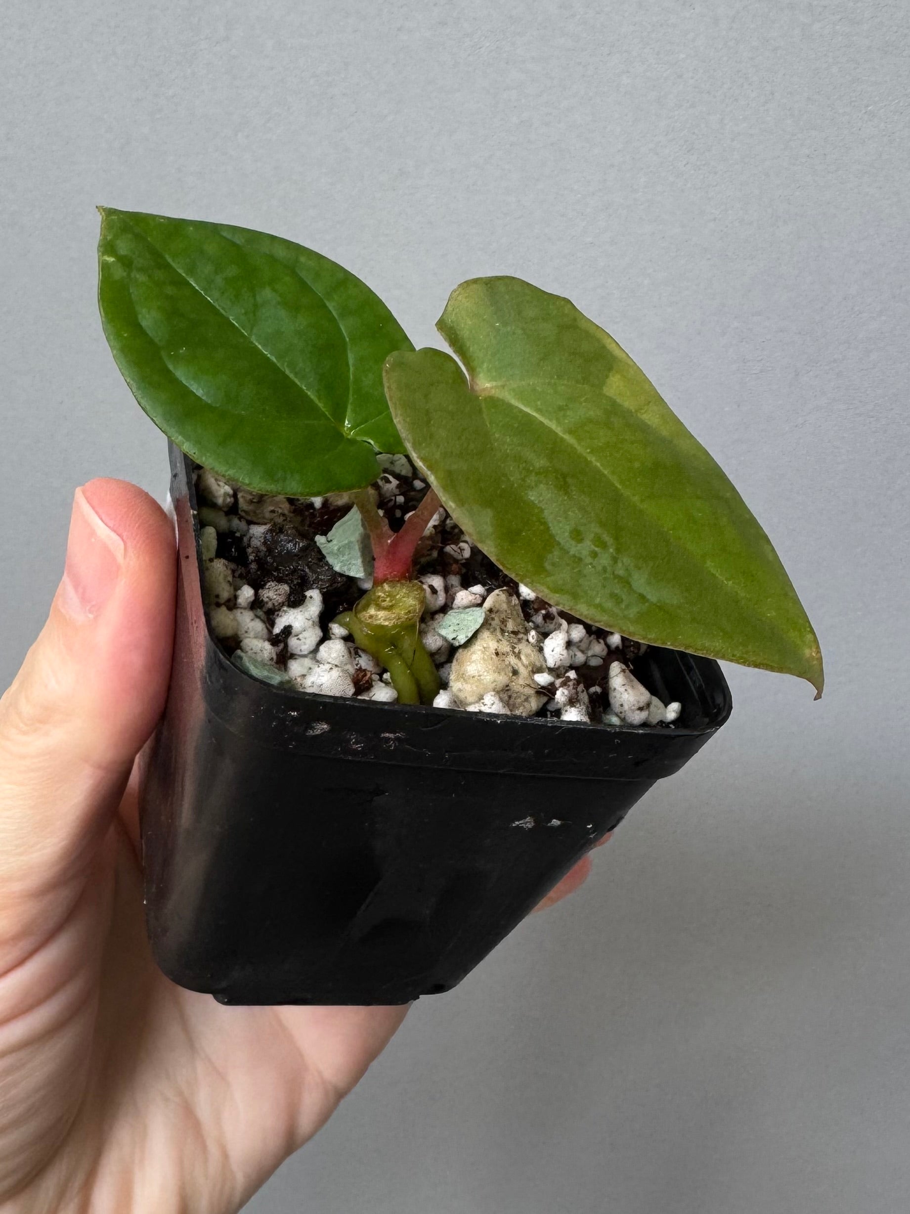 Anthurium (Crystallinum chocolate x BVEP) x BVEP OG1