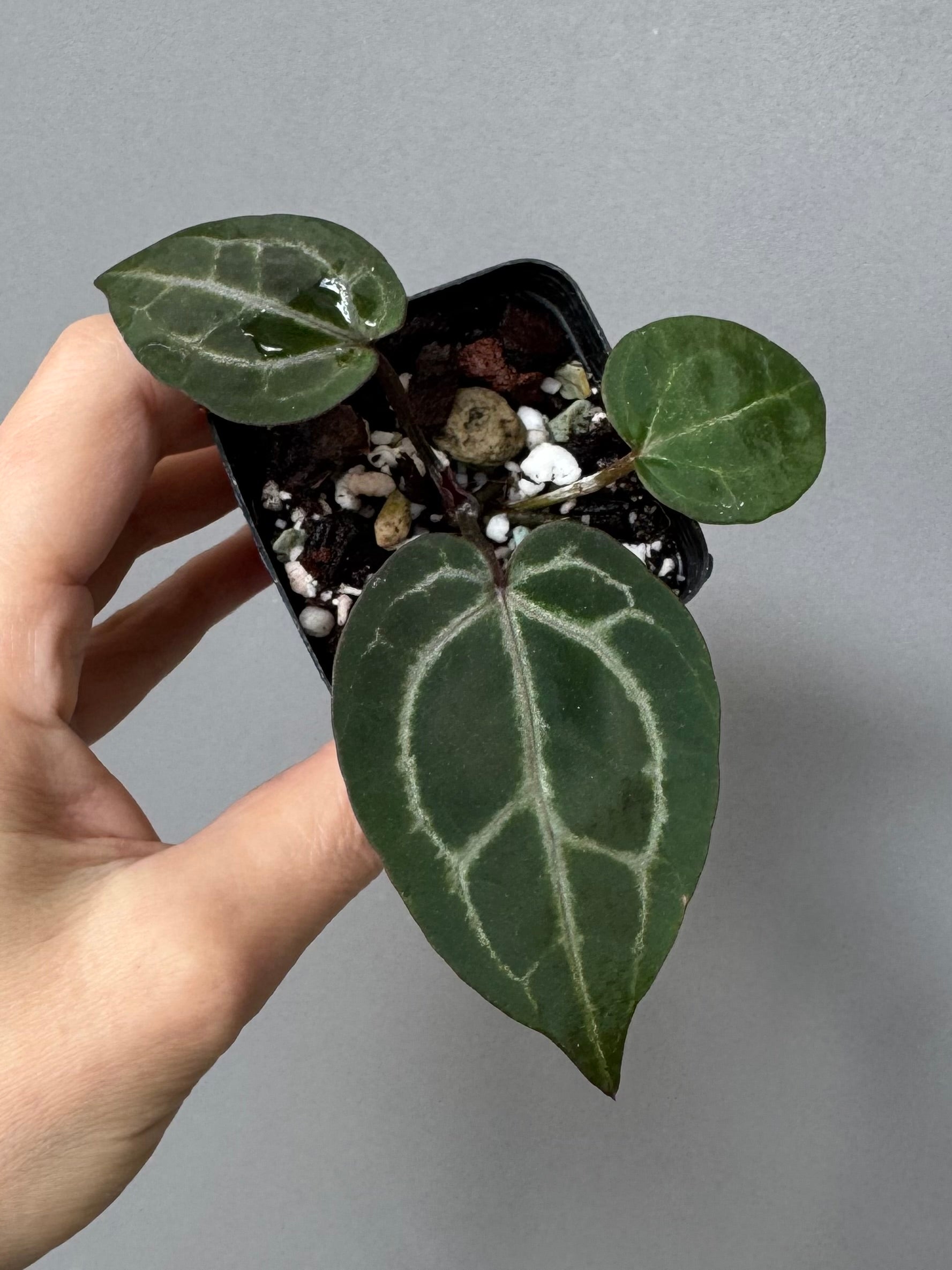 Anthurium Crystallinum Select Color x Michelle