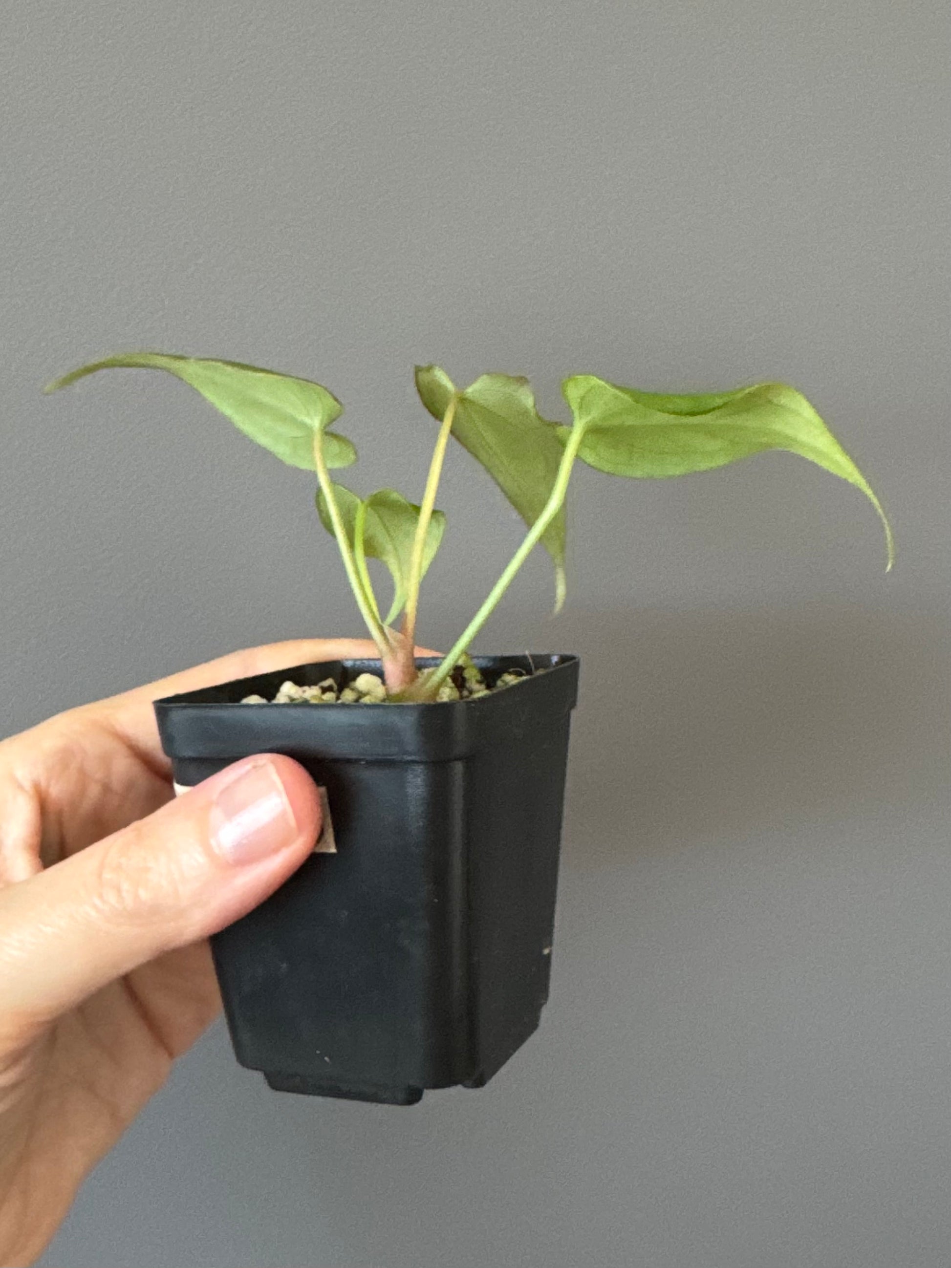 Anthurium (MagCrystalxNoID) x Delta Force