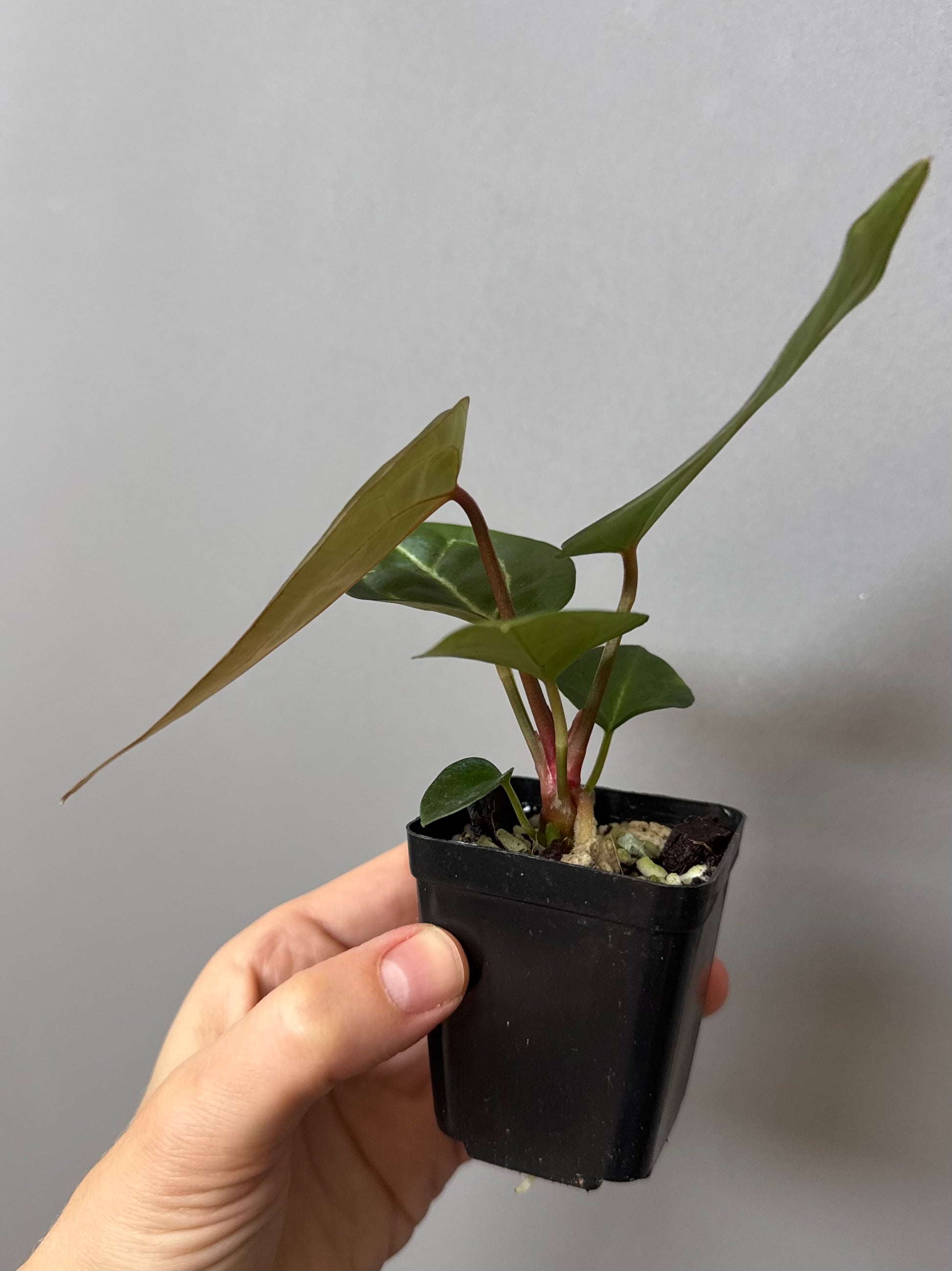 Anthurium crystallinum x (NSE Red Crystallinum x Carlablackiae)
