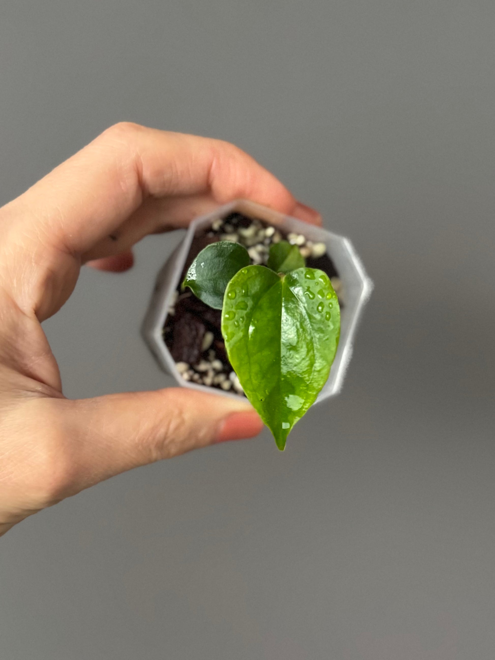 Anthurium papillilaminum Ralph Lynam xself (Dwane)