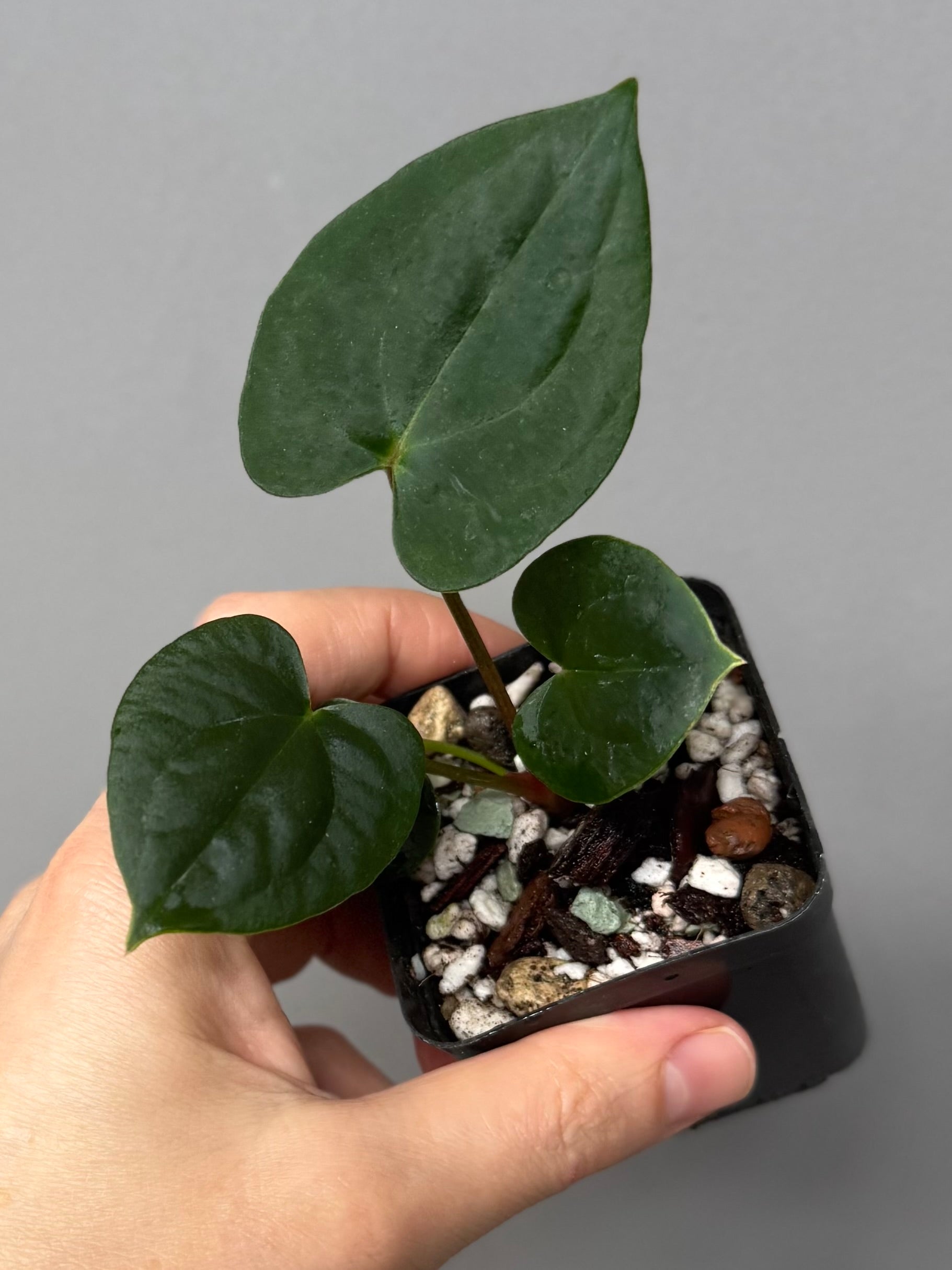 Anthurium ((Midnight Velvet x Red Studd) x NSE CarlaX) x RVDP
