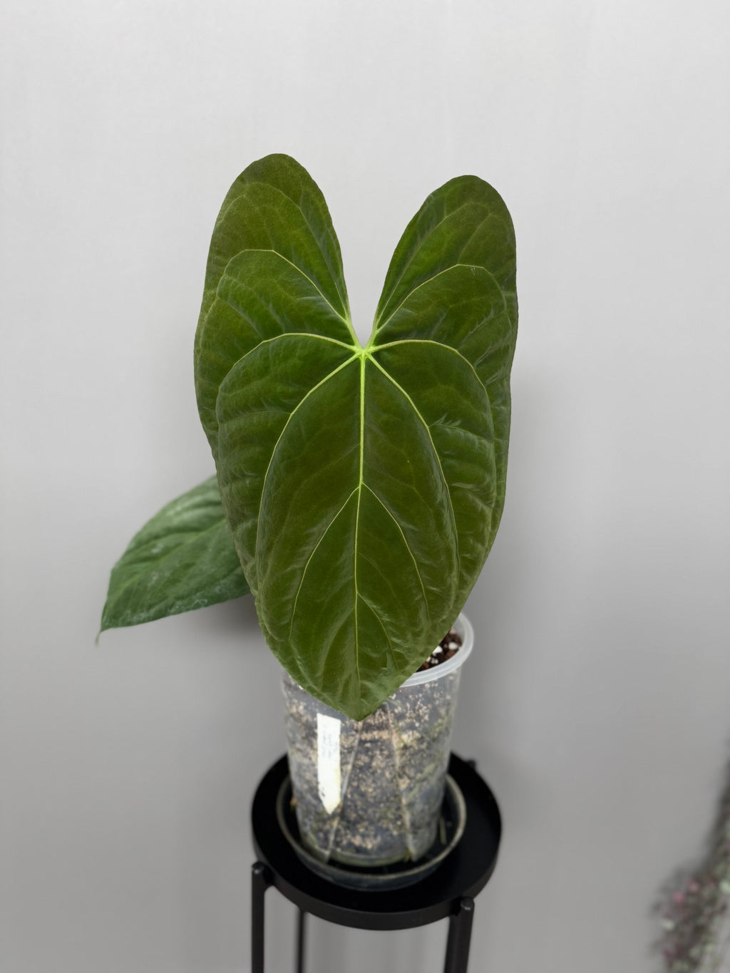 Anthurium NoID x Papi Indo #1 (Thilo)
