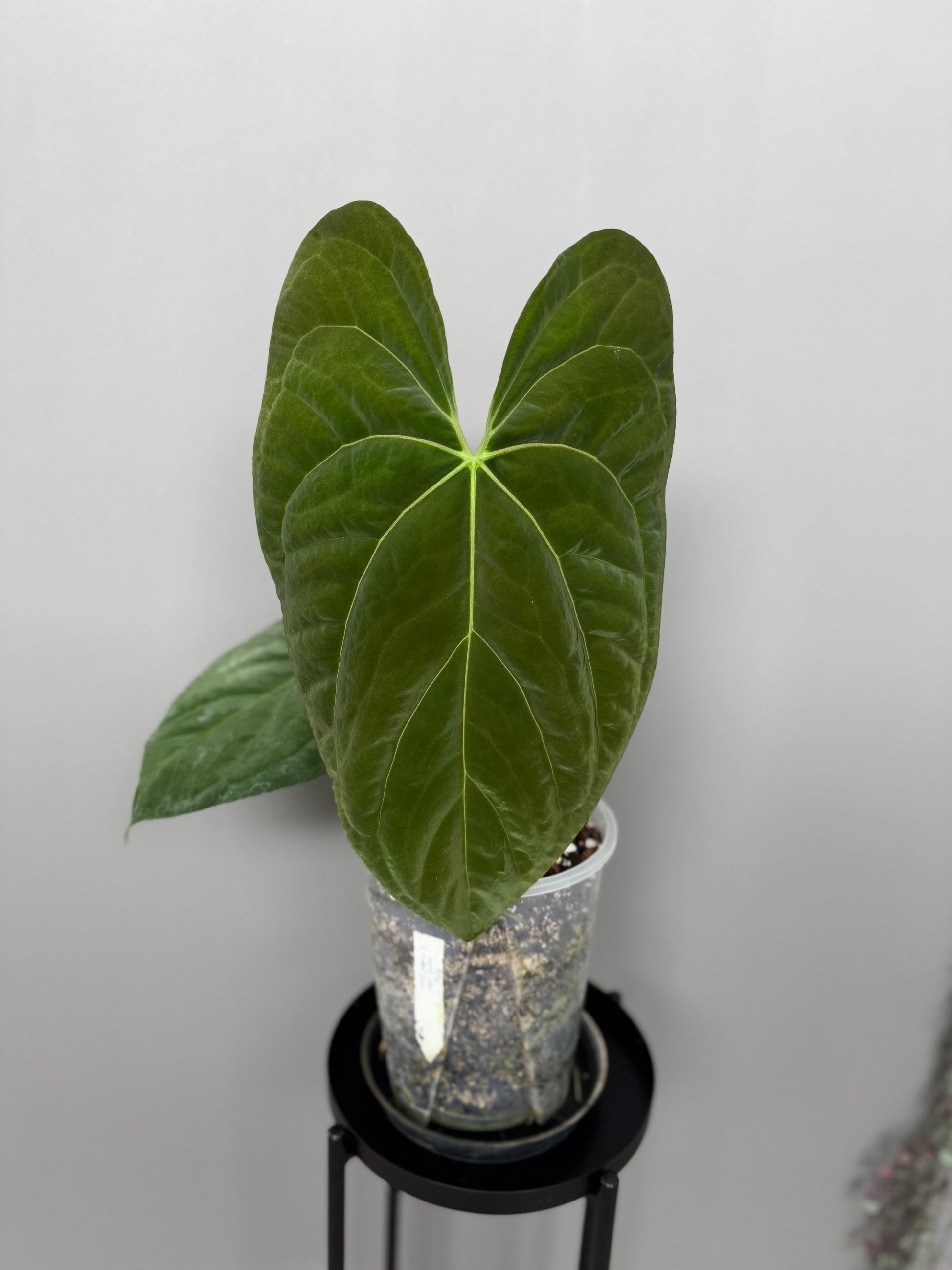 Anthurium NoID x Papi Indo #1 (Thilo)