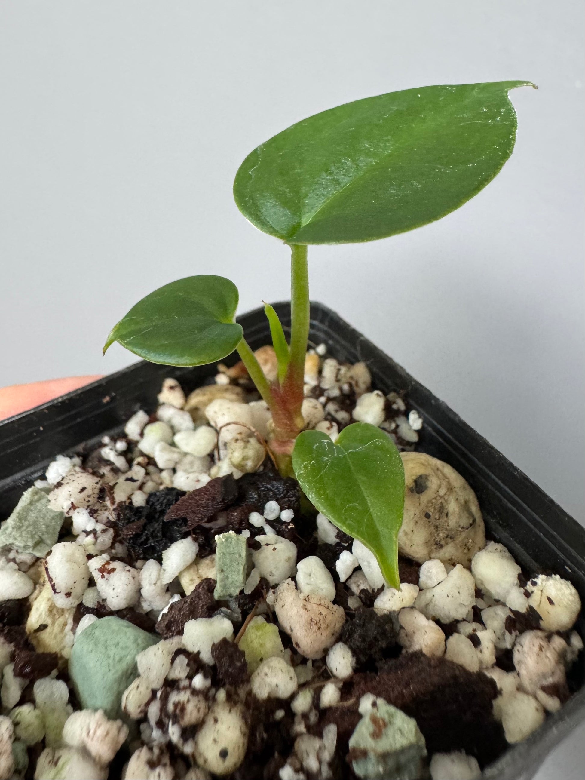 Anthurium PapillilaminumX x (KOS x Silver Blush)