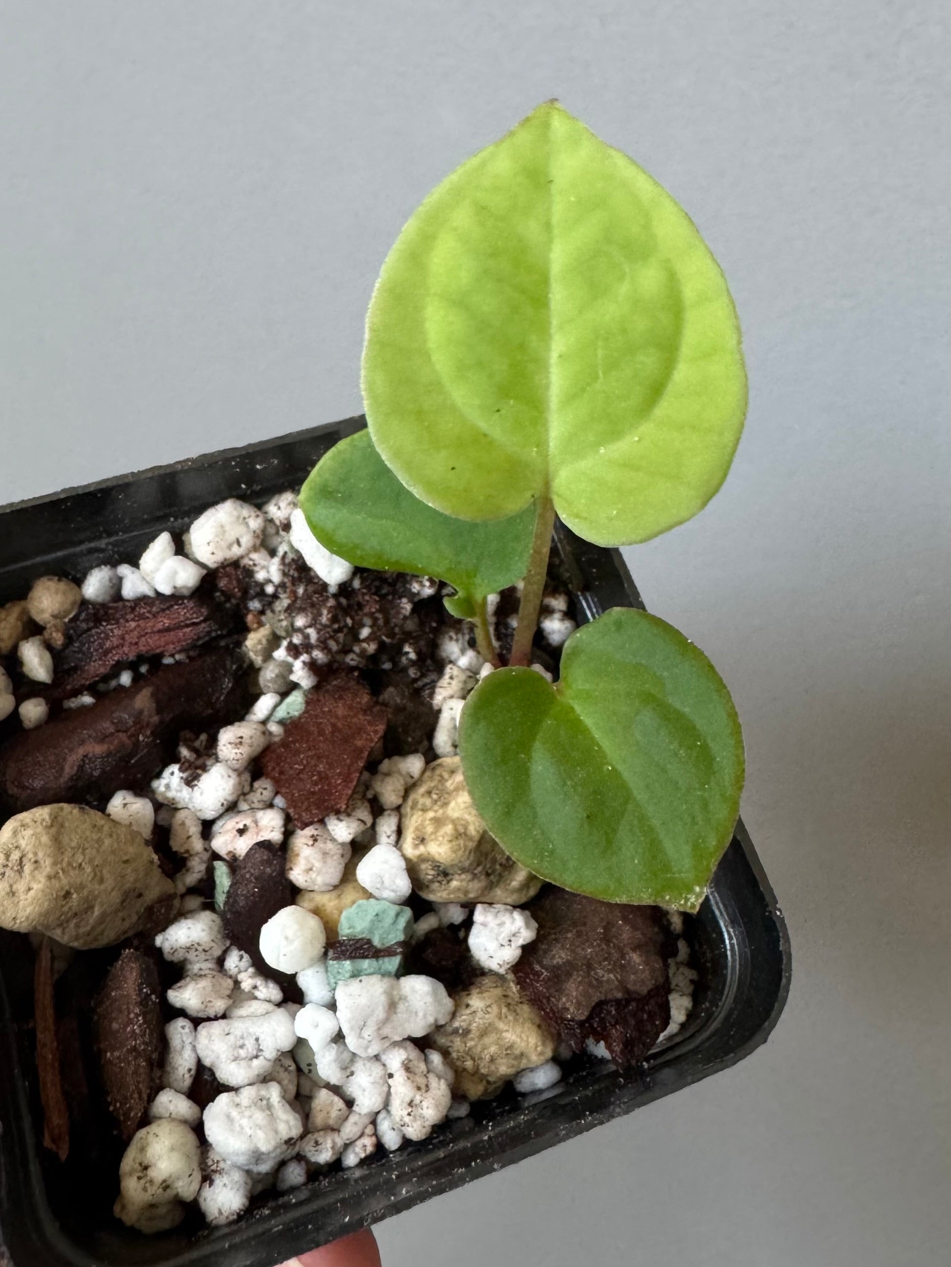 Anthurium Besseae aff. (#4)