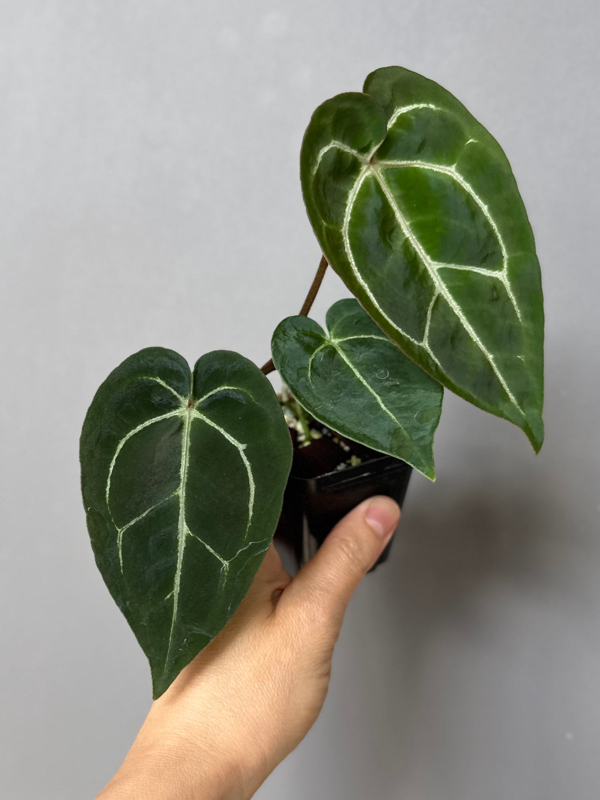 Anthurium crystallinum x (NSE Red Crystallinum x Carlablackiae)