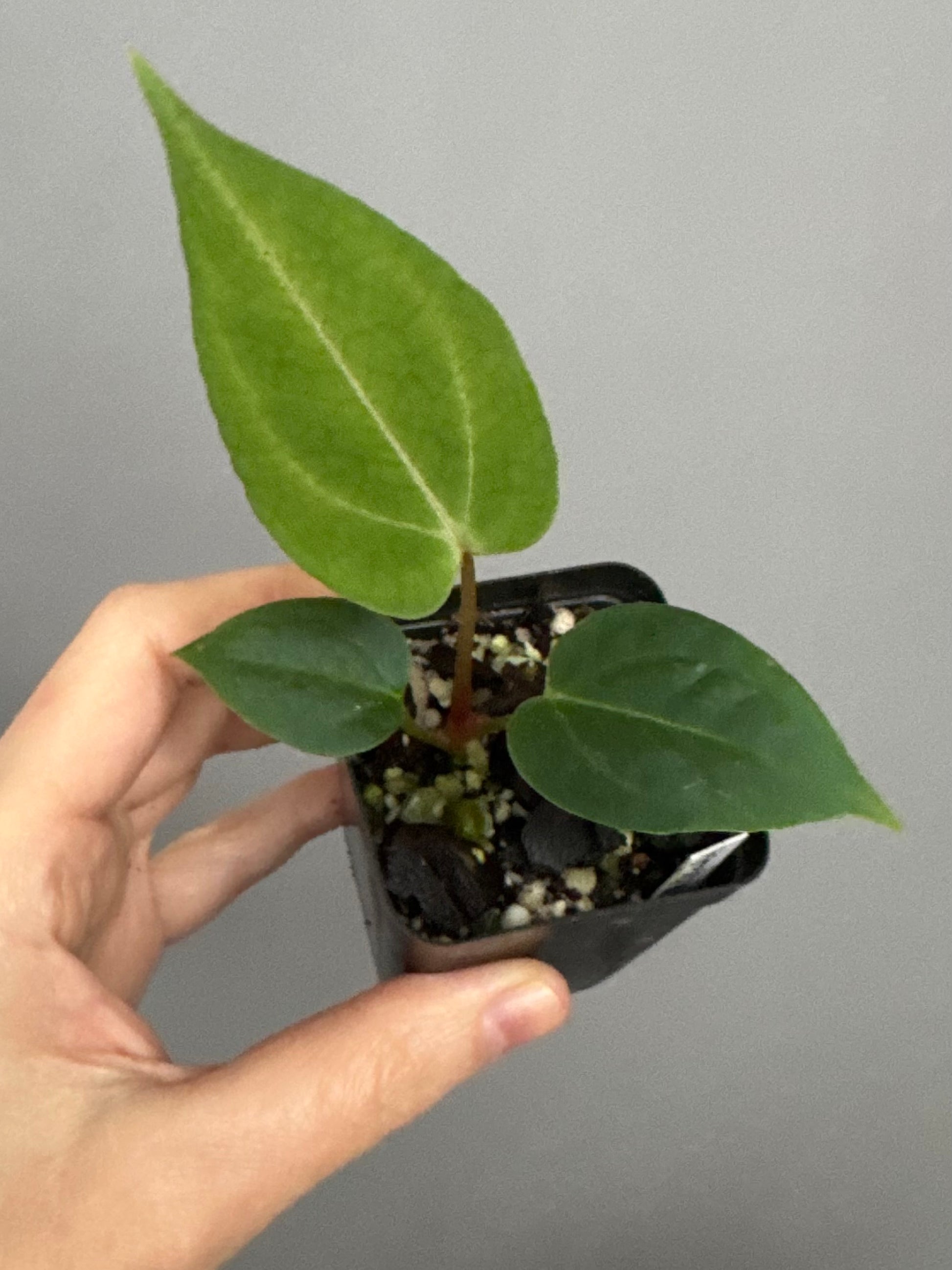 Anthurium (PapillilaminumX x (KOS x Silver Blush)) X (NSE Red Crystallinum x carlablackiae)